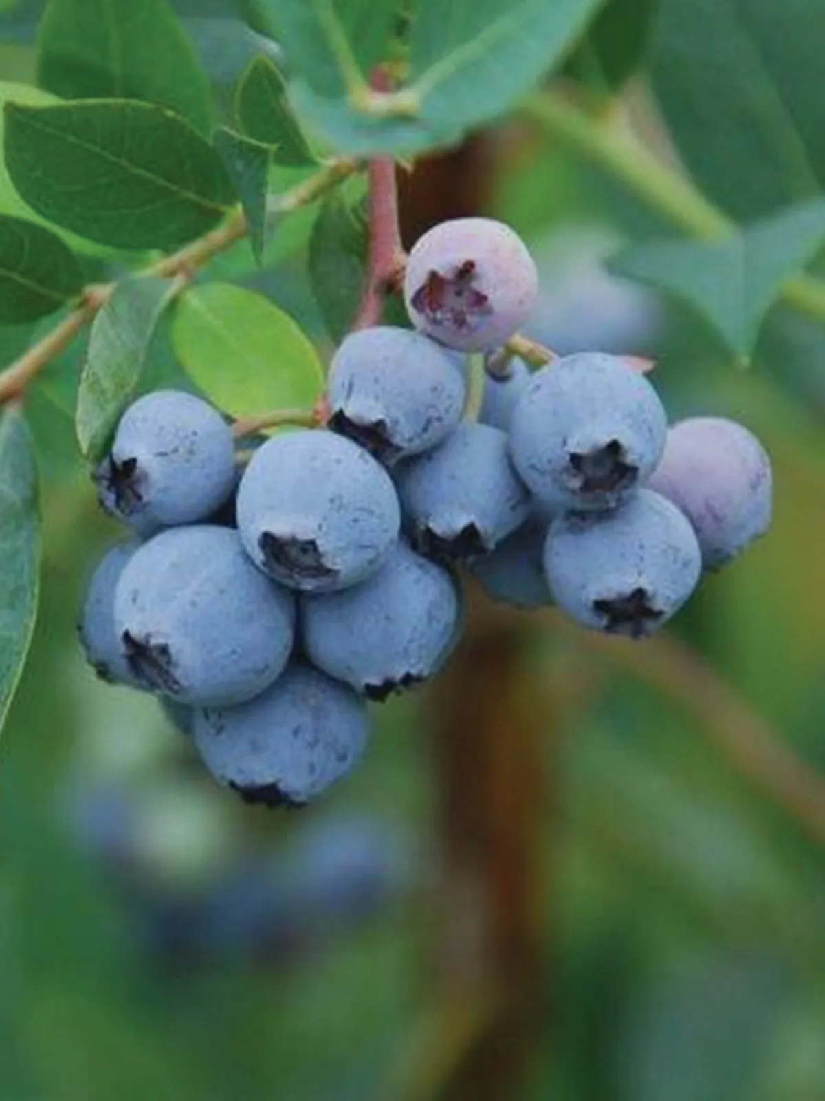 Mini Blues Blueberries