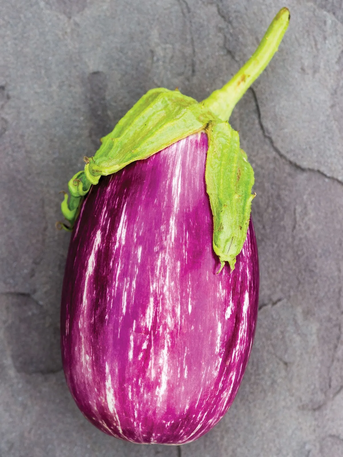 Shooting Stars Eggplant