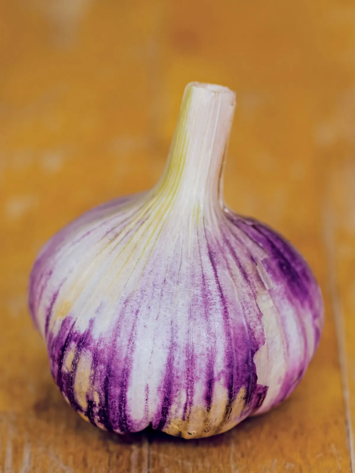 Viola Francese Garlic
