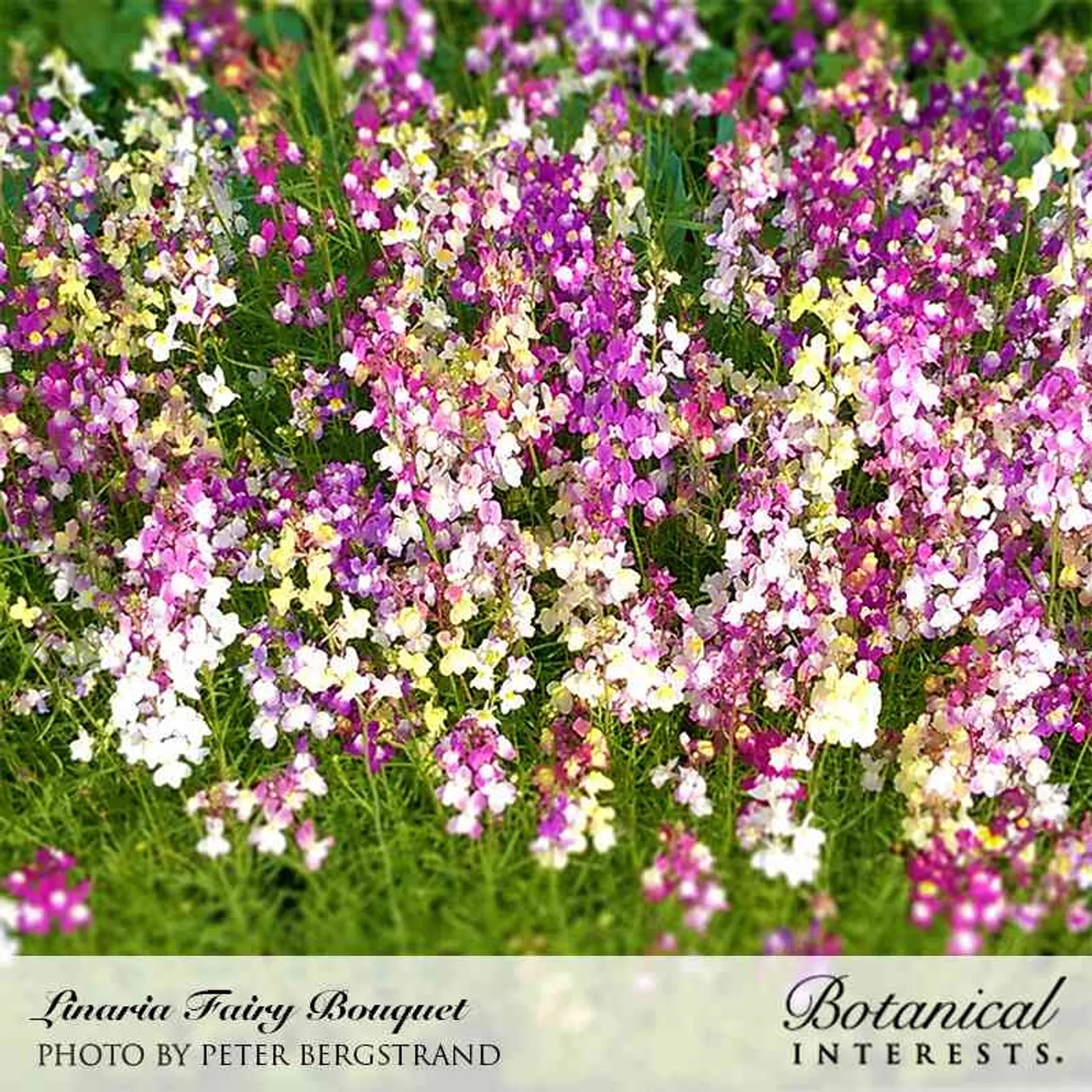 Fairy Bouquet Linaria Lobelia