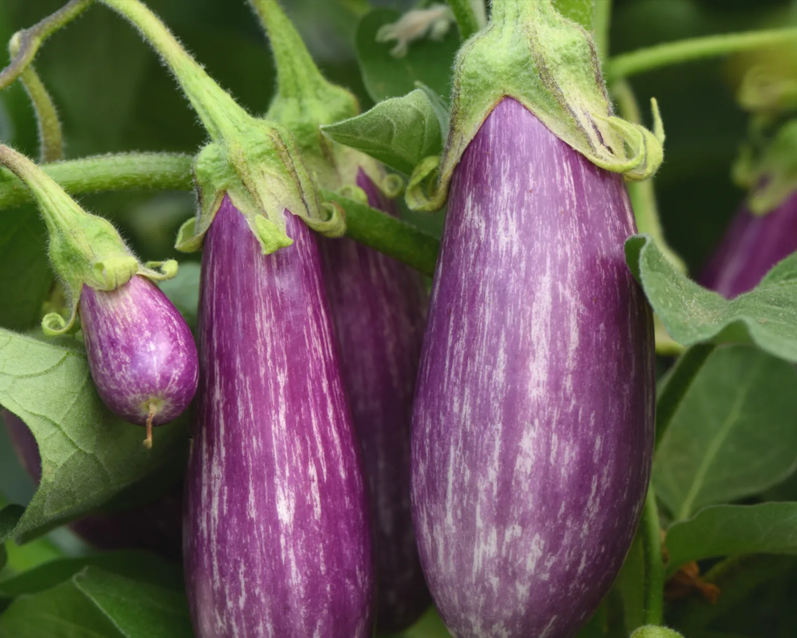 Fairy Tale Eggplant