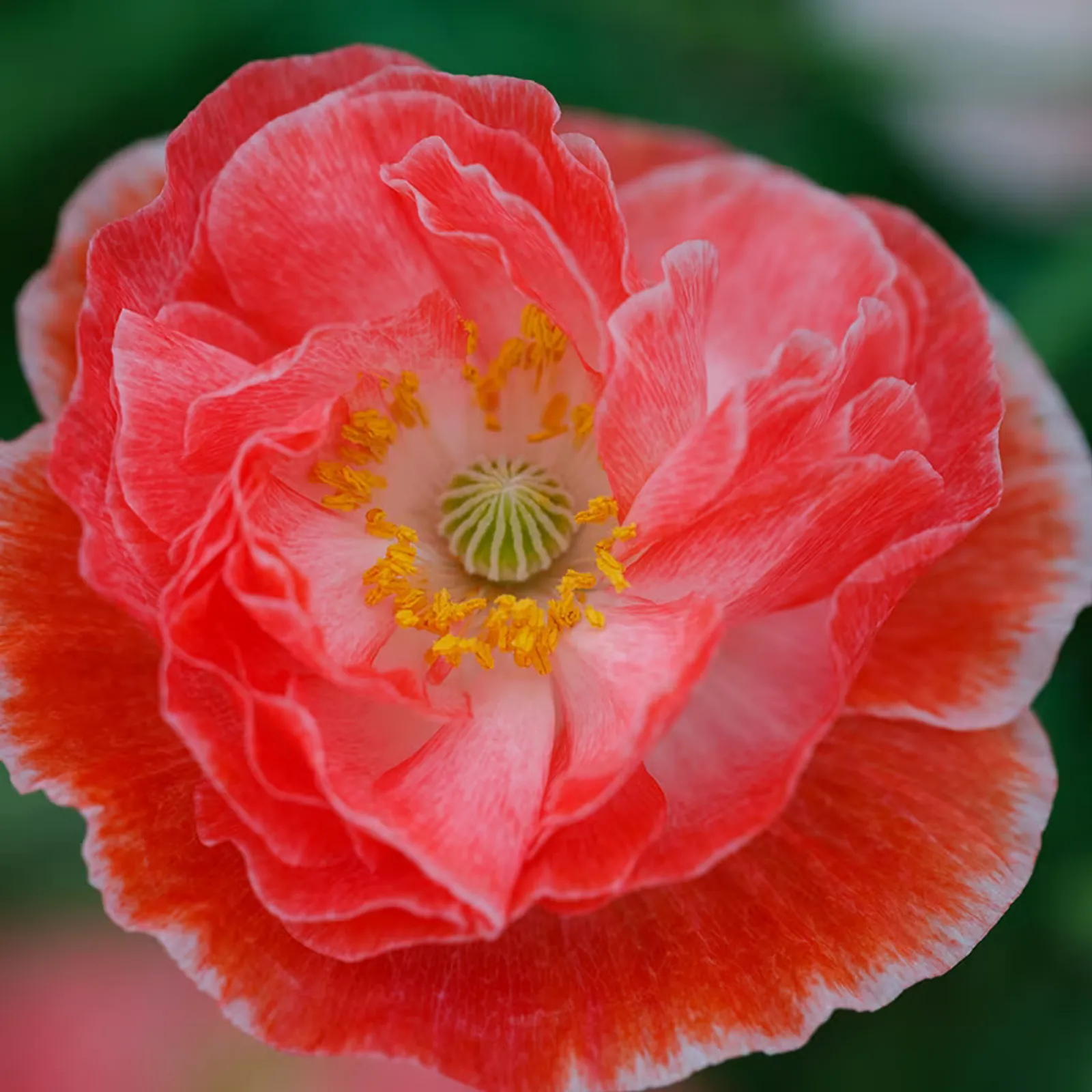Falling in Love California Poppy