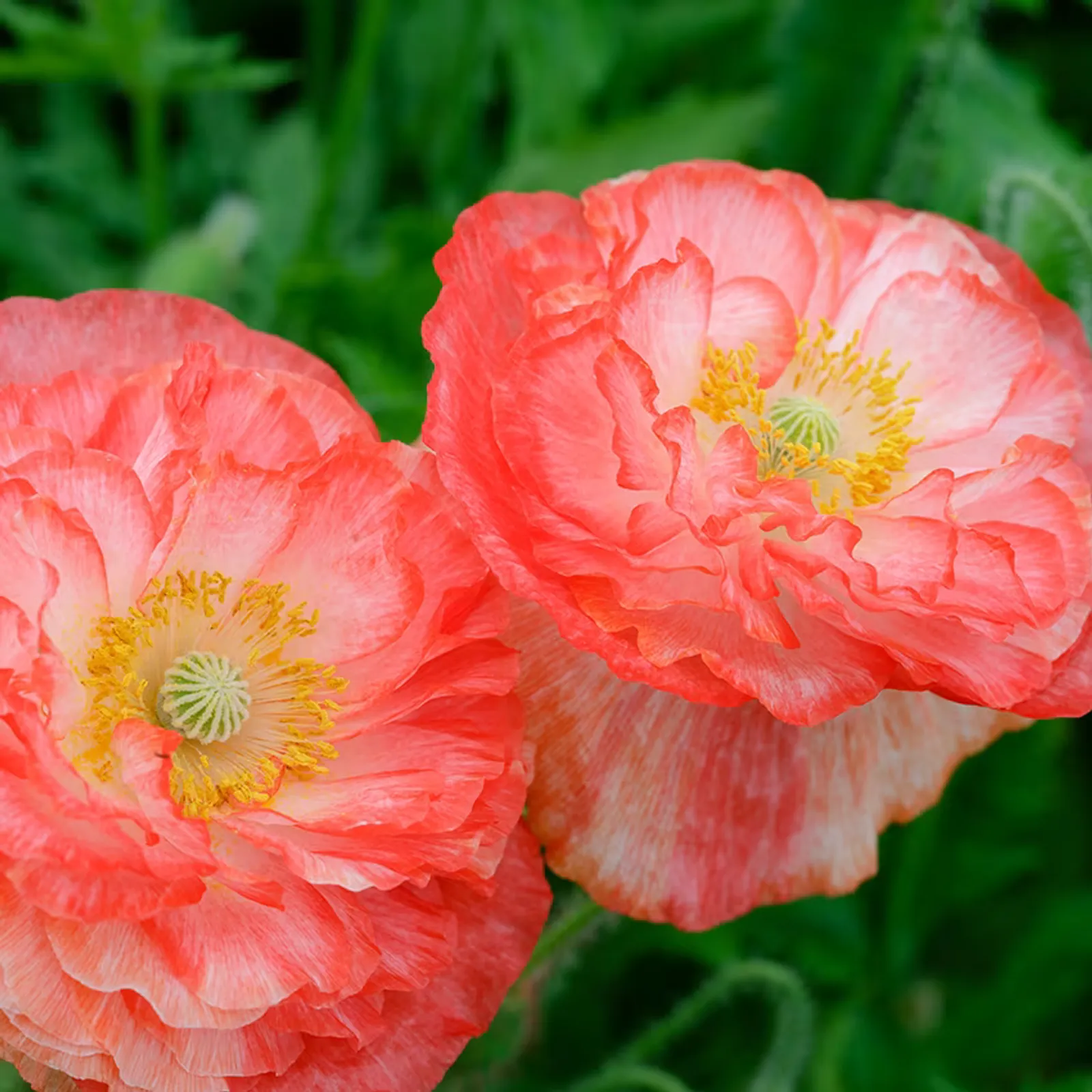 Falling in Love Poppies