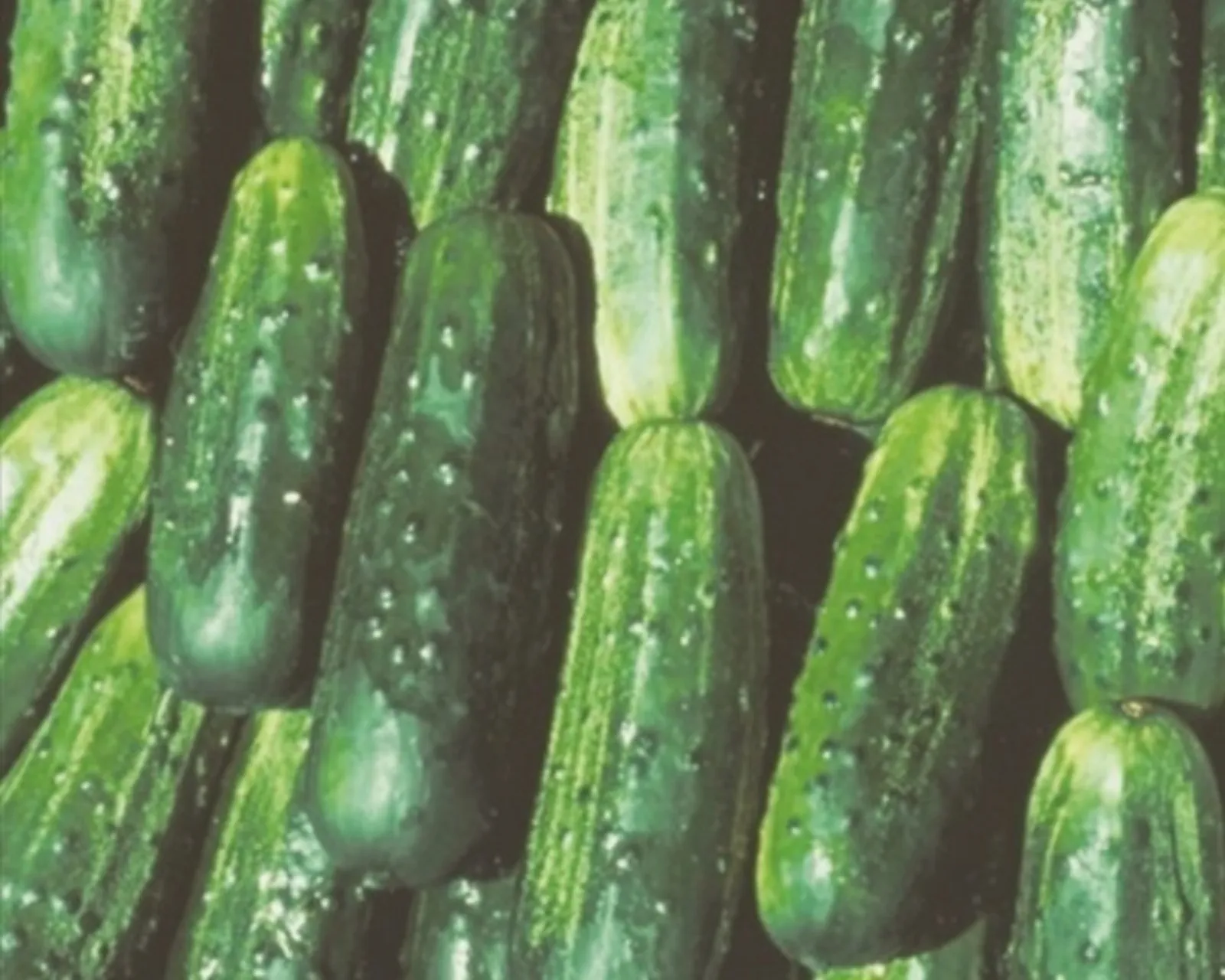 Fancipak Cucumbers