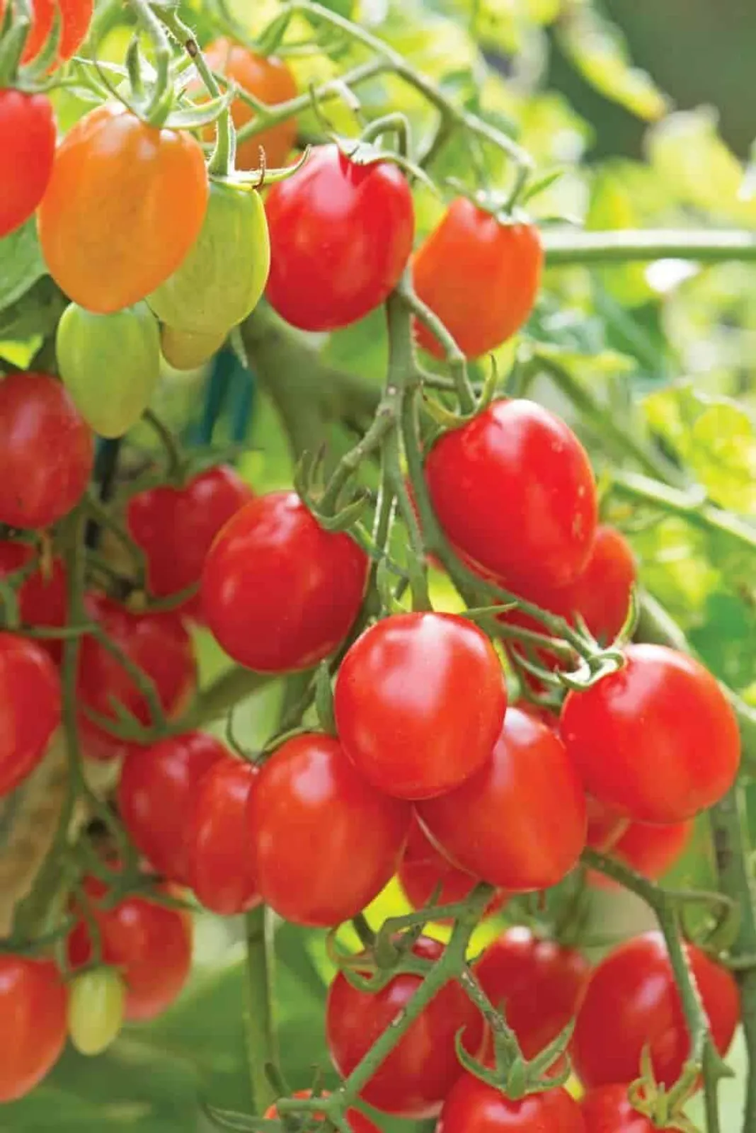 Fantastico Tomatoes