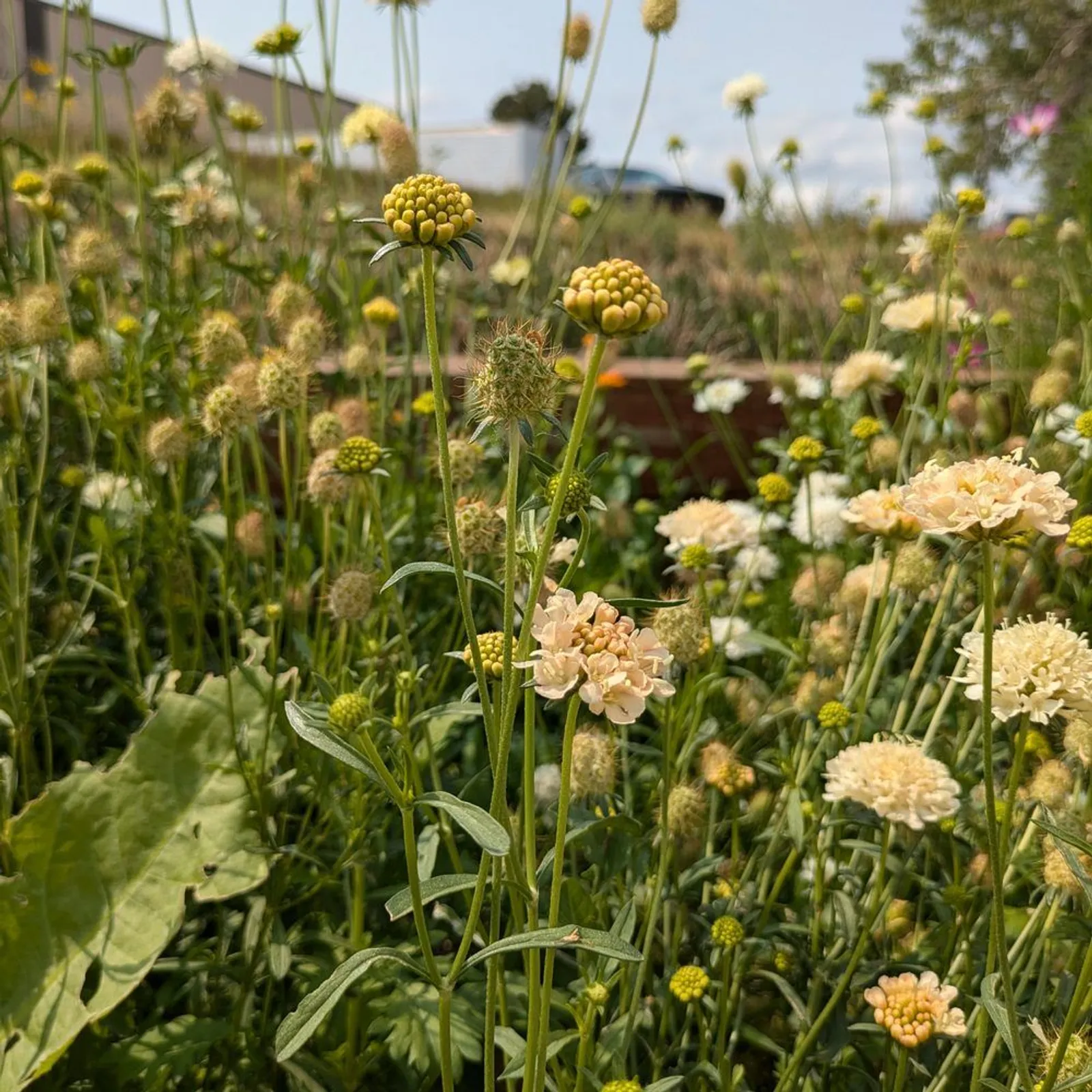 Fata Morgana Scabiosa