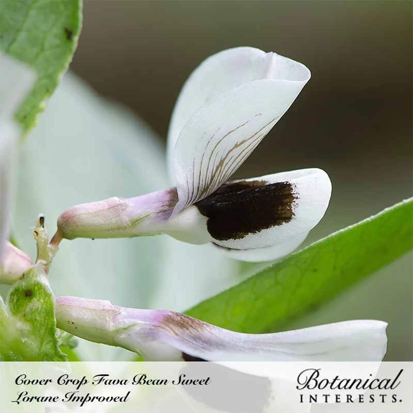 Fava Cover Crop Beans