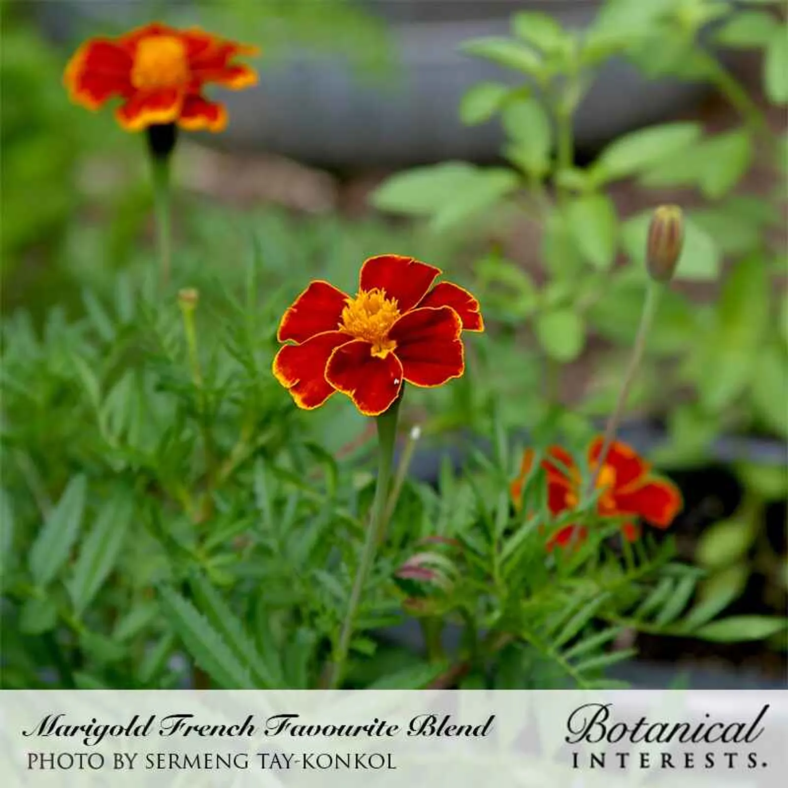 Favourite Blend French Marigold