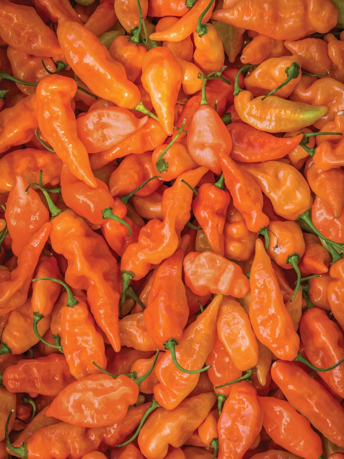 Sweet, Habanero Habanada Peppers
