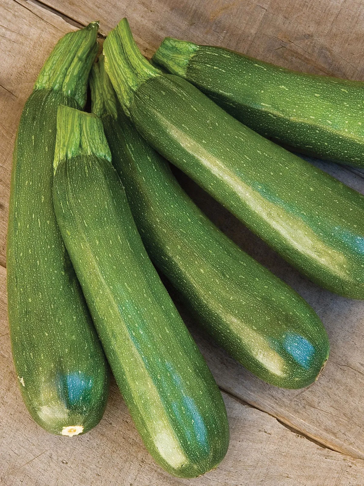 Summer, Fordhook Zucchini Squash