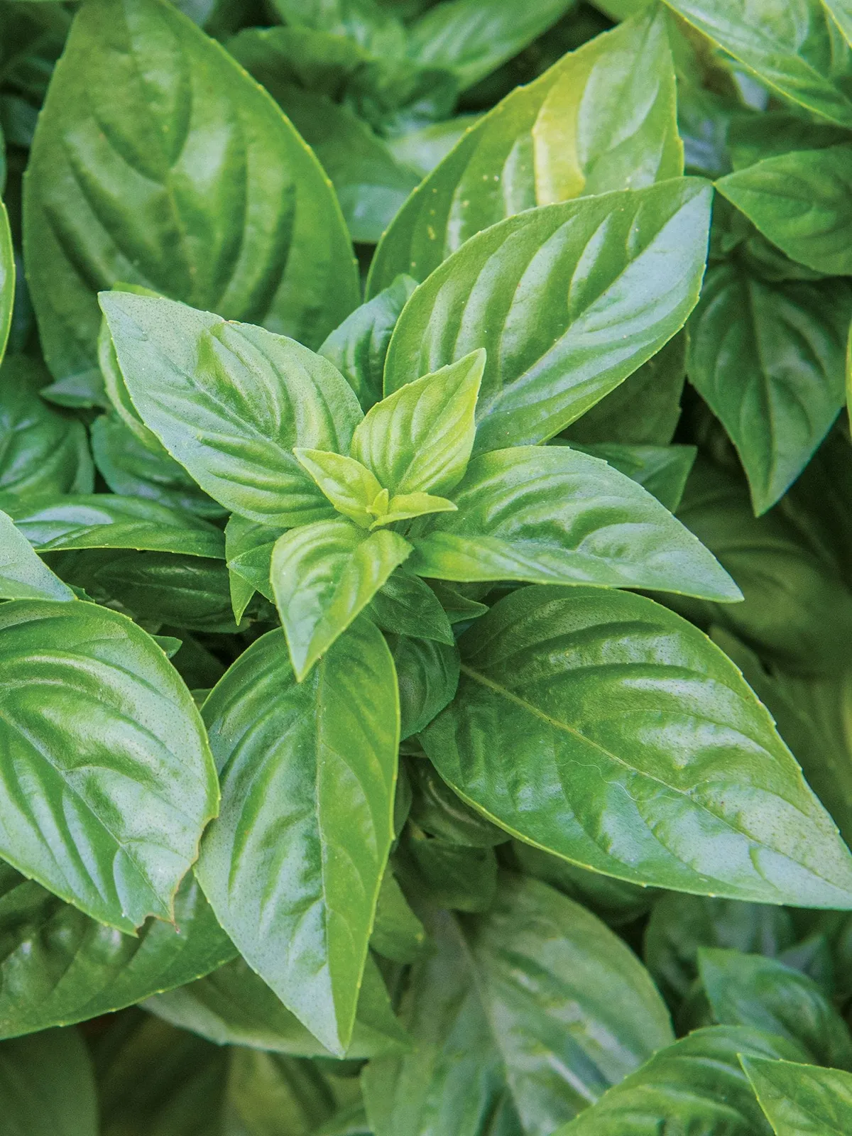 Emerald Towers Basil