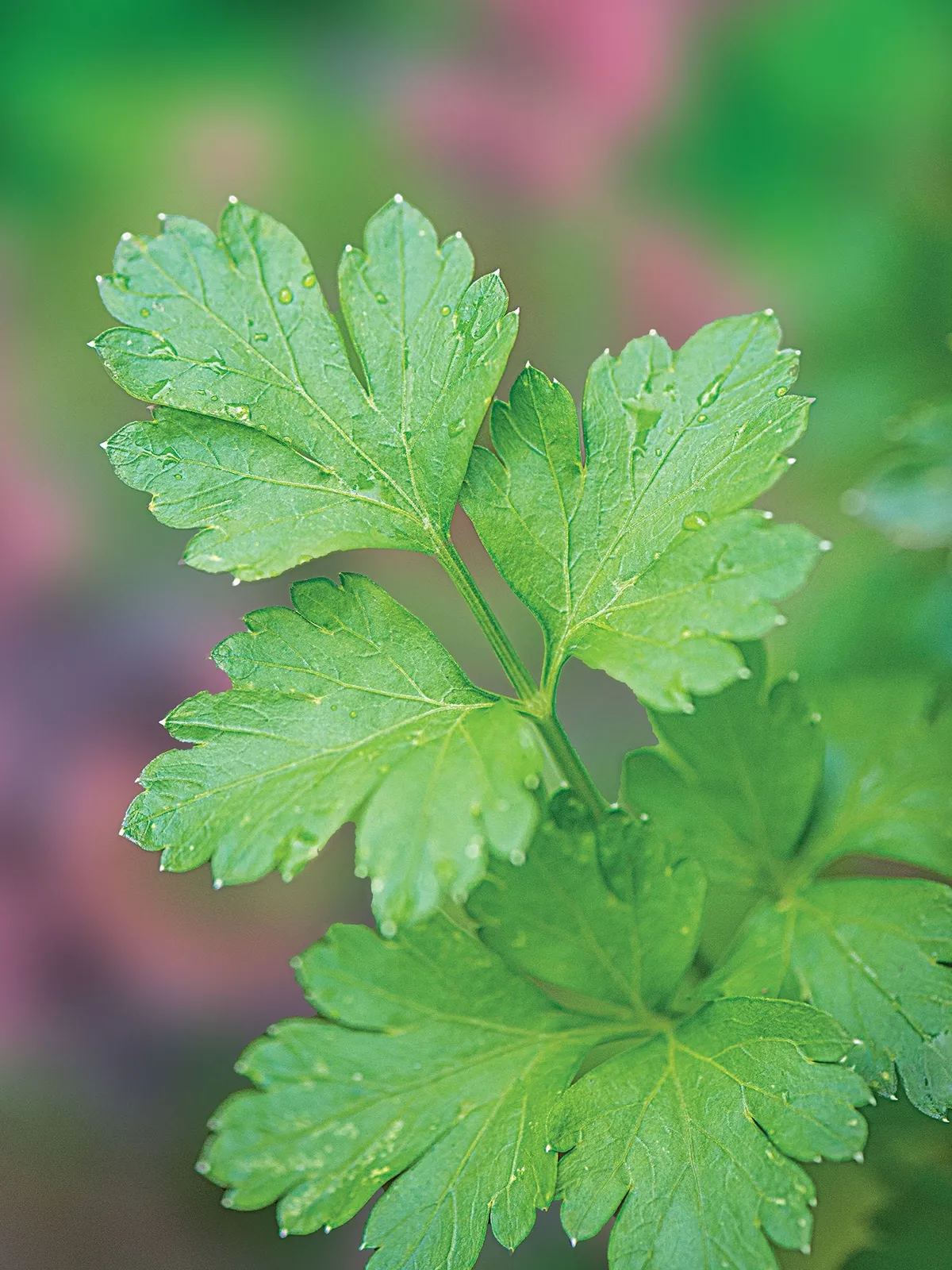 Italian Dark Green Organic