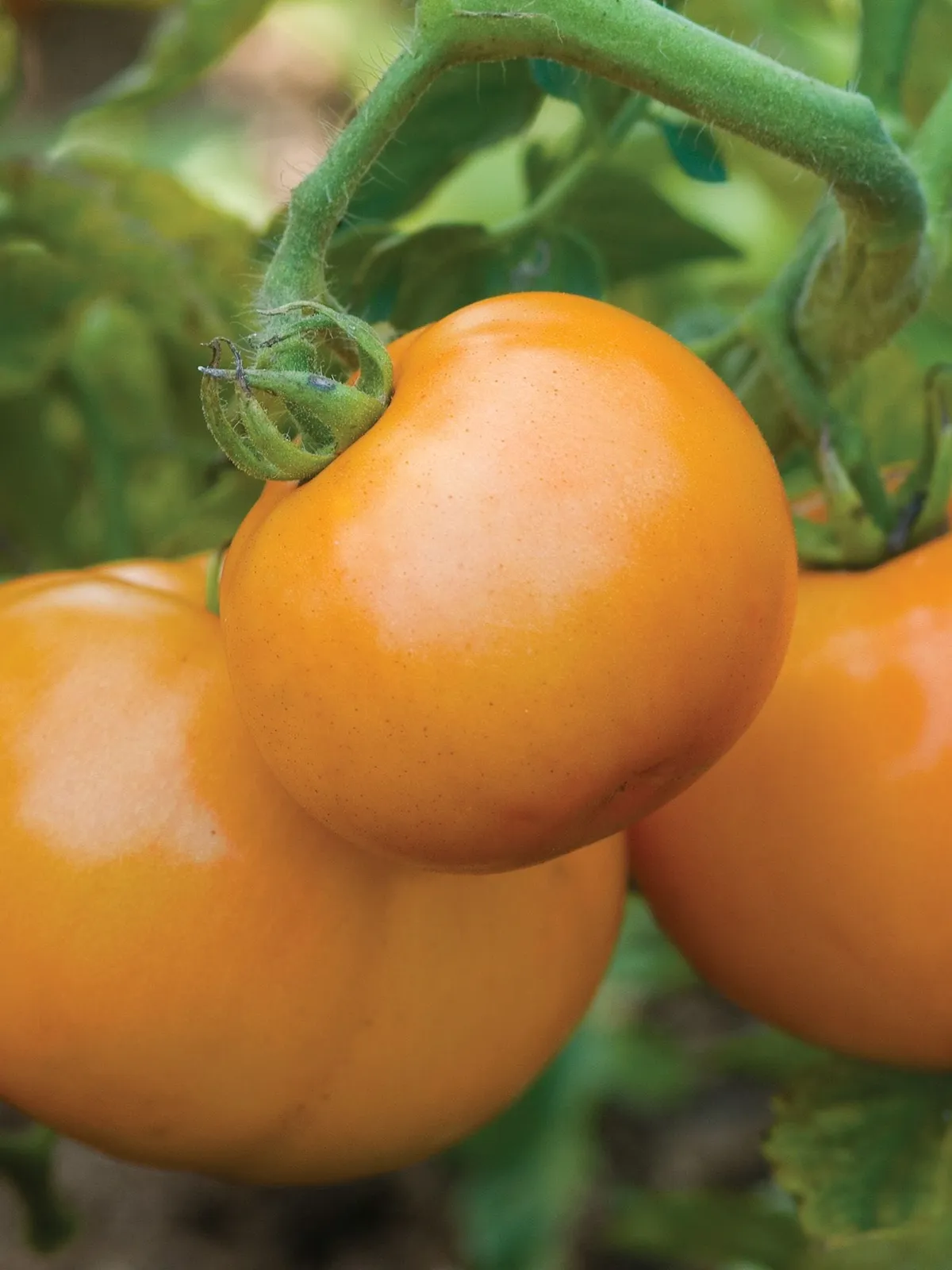 Sweet Tangerine Hybrid Tomatoes