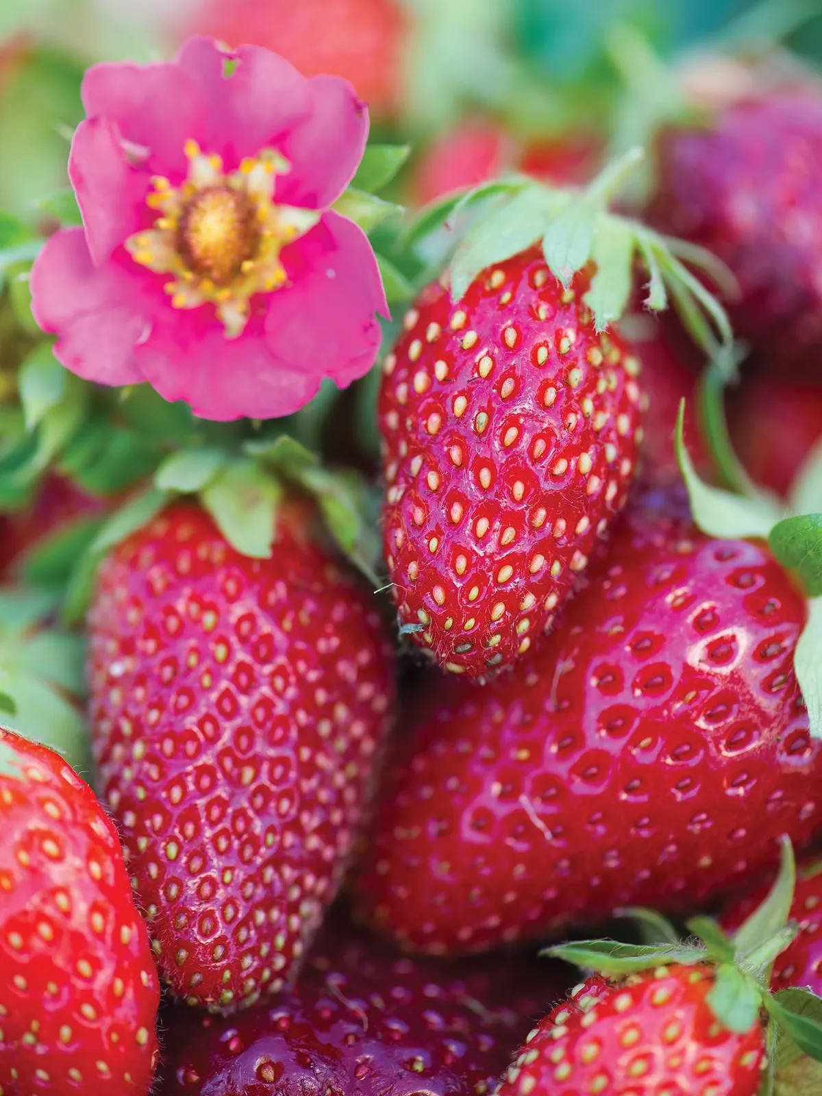 Tristan Strawberries