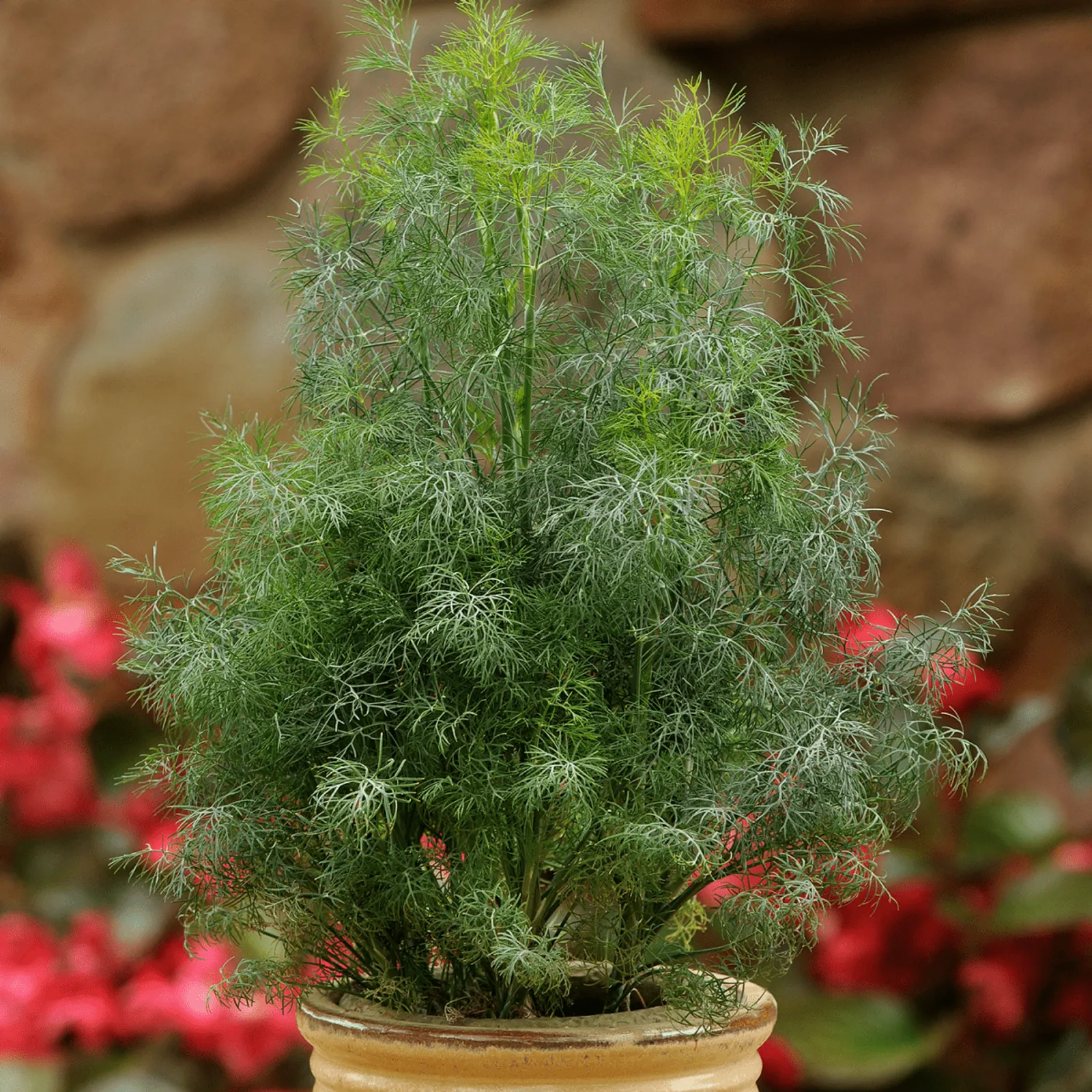 Fernleaf Dill