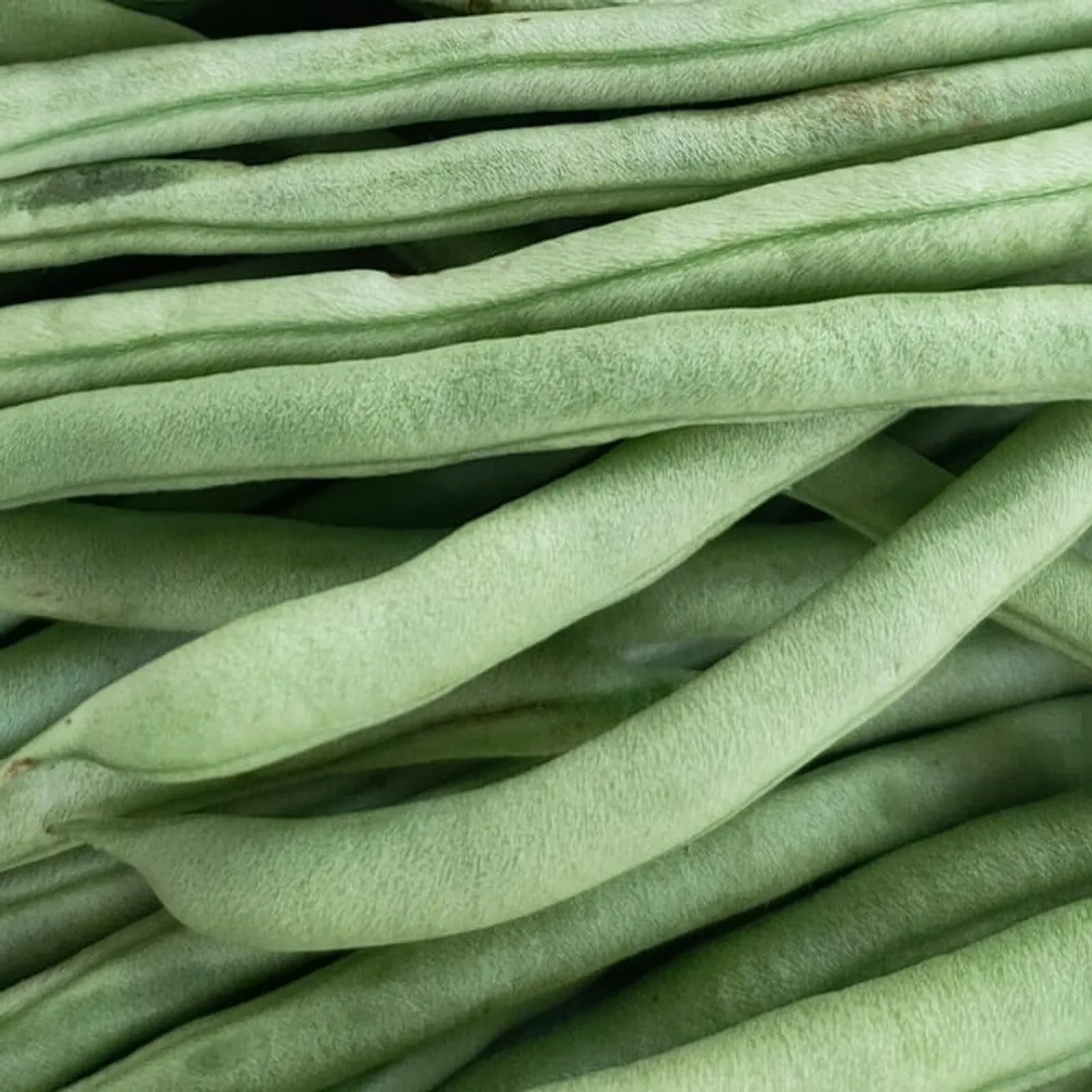 Ferrari Beans