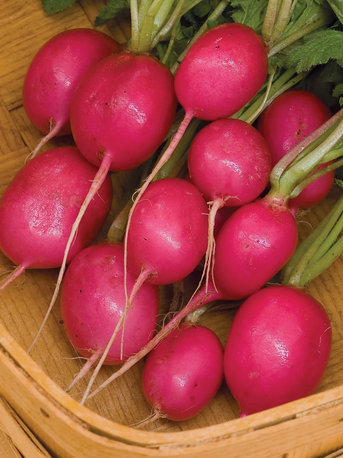 Pink Beauty Radishes