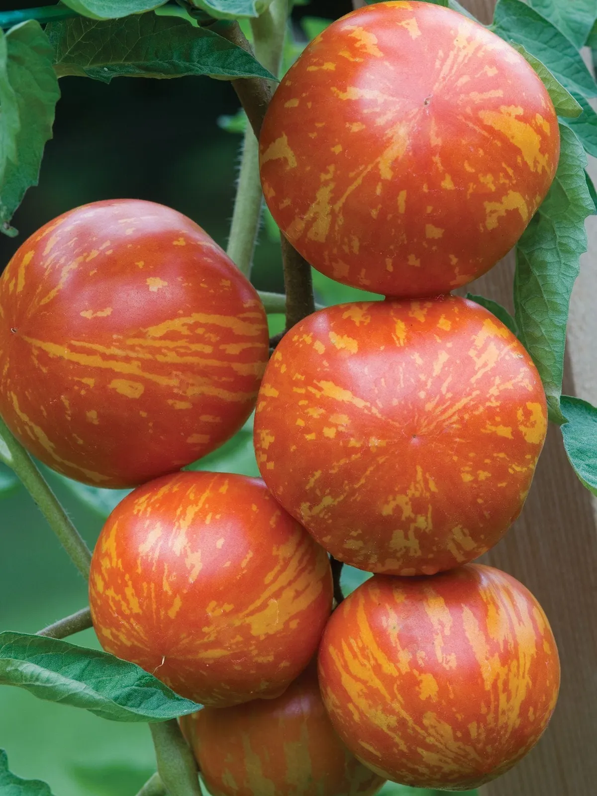 Red Zebra Tomatoes