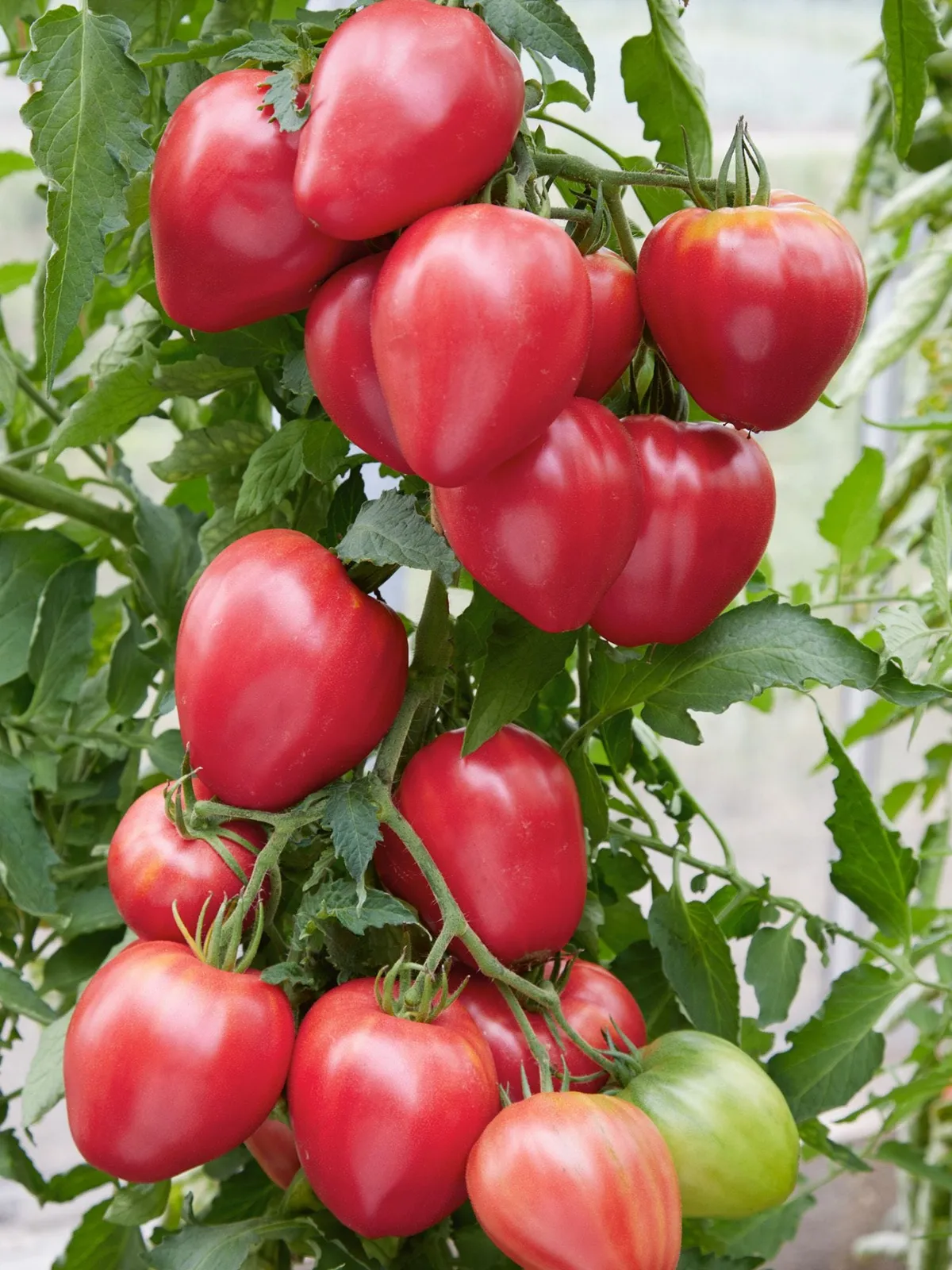 Hungarian Heart Tomatoes