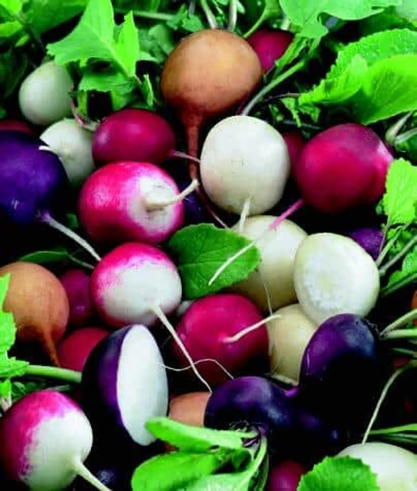 Fiesta Blend Radishes