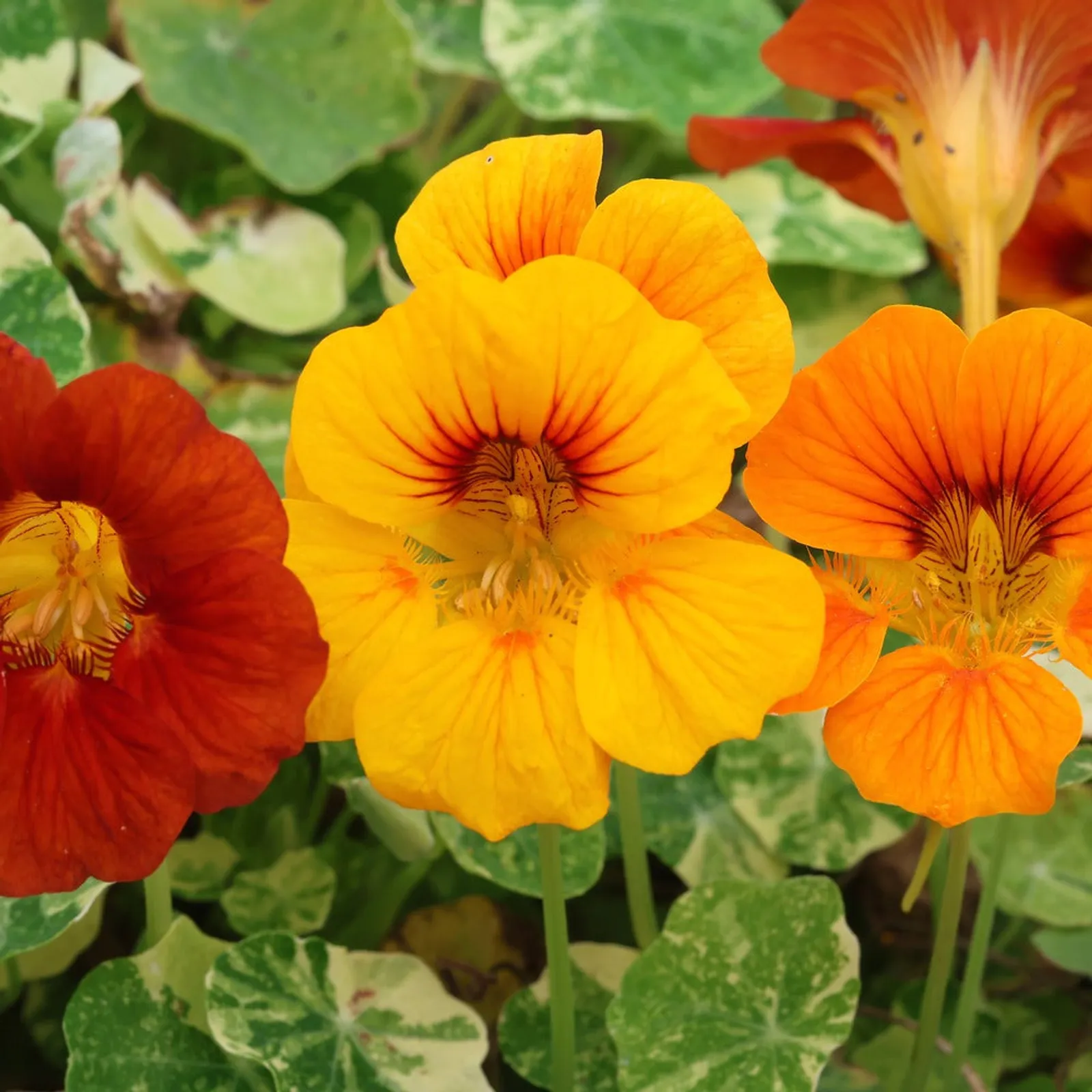 Fiesta Blend Nasturtium