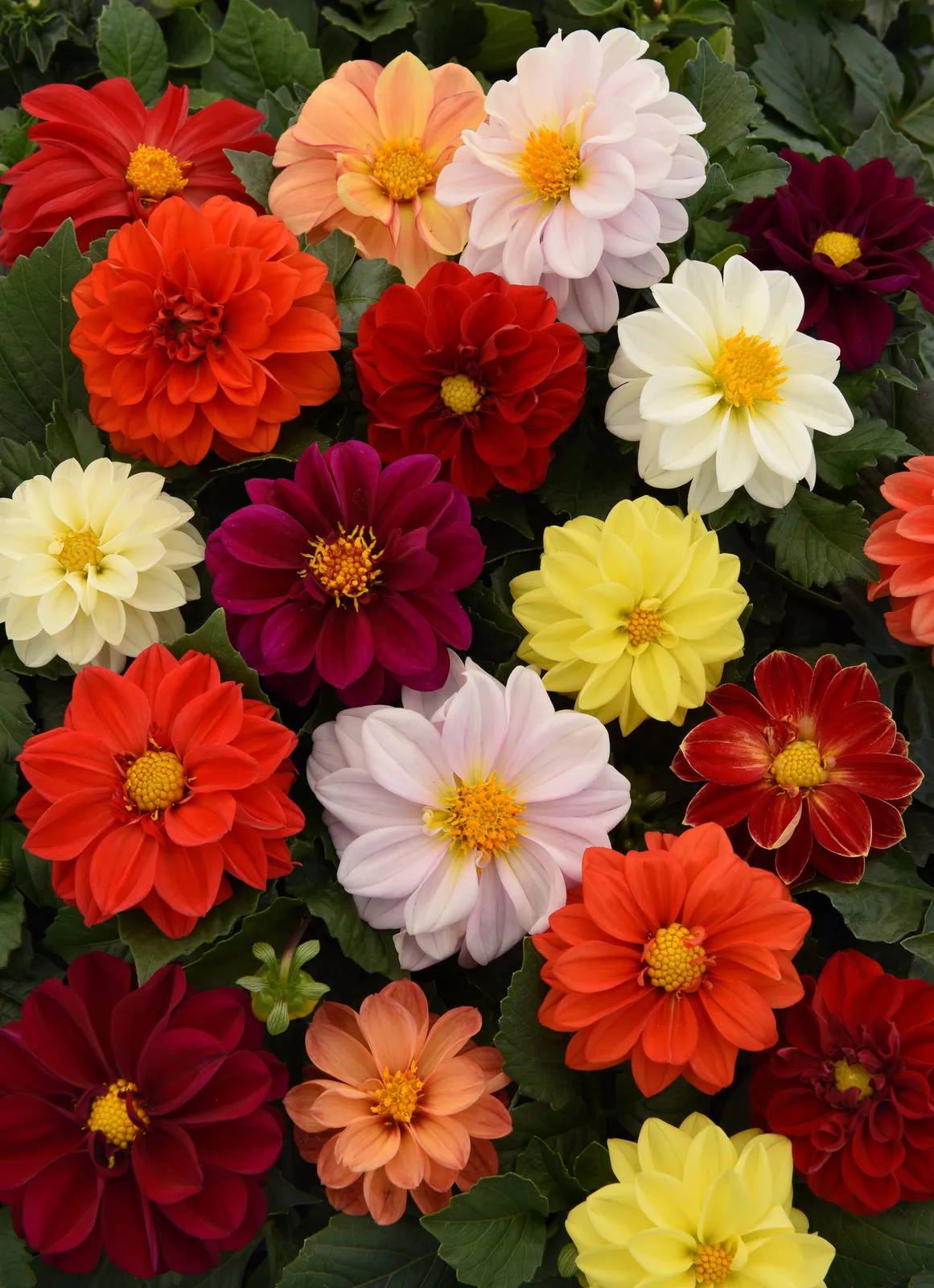 Figaro Mix Dahlia