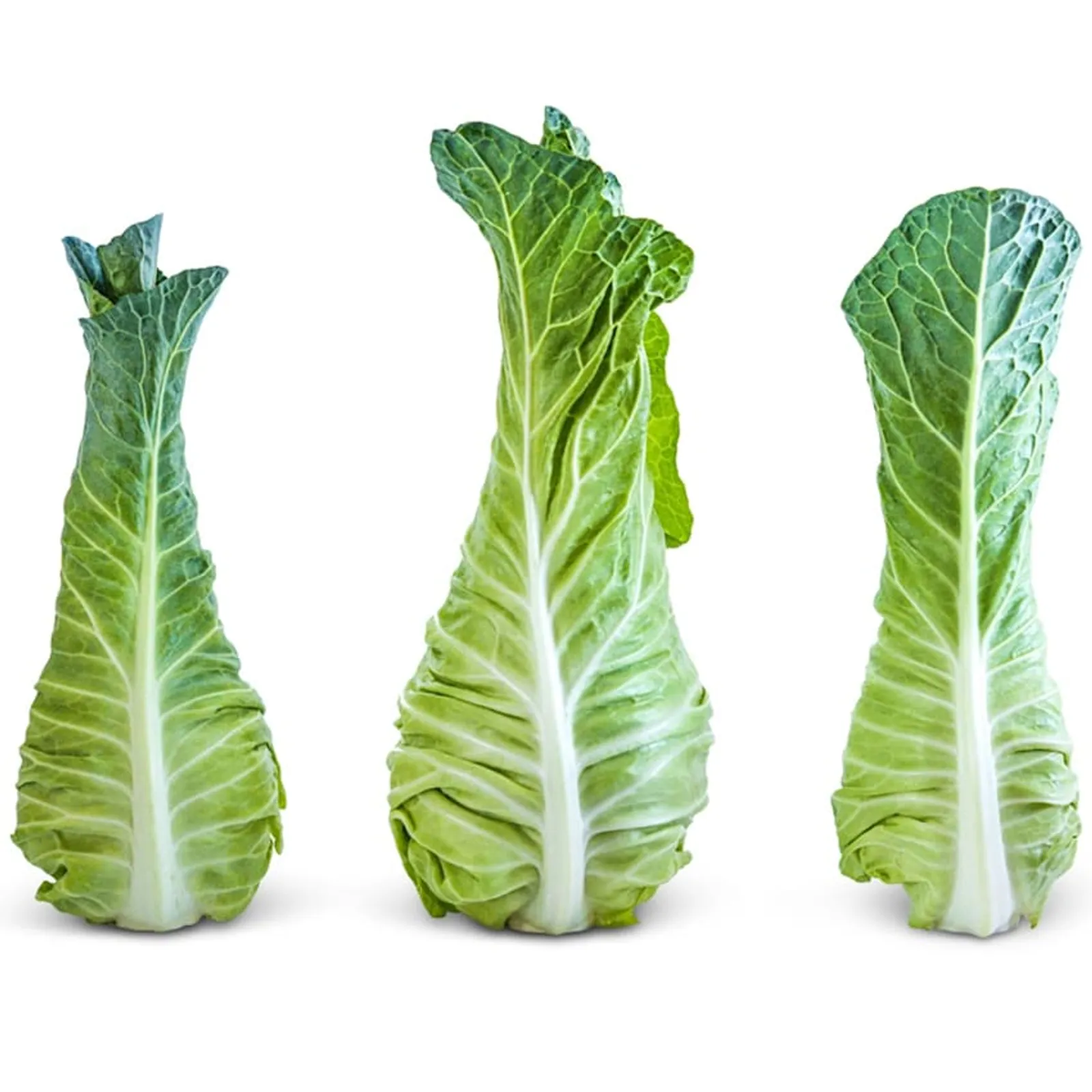 Filderkraut Cabbage
