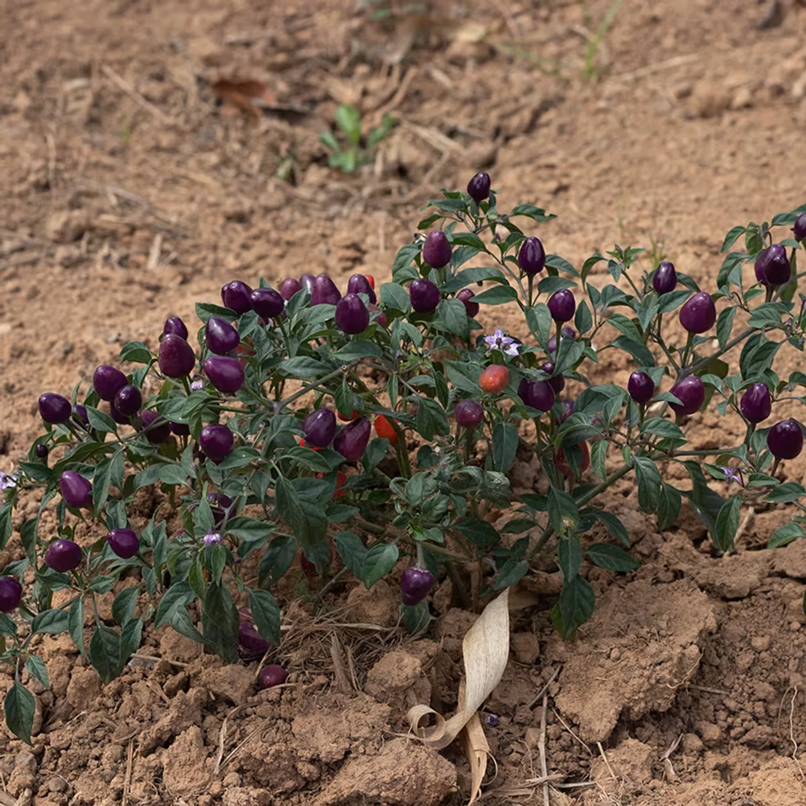 Filius Blue Peppers