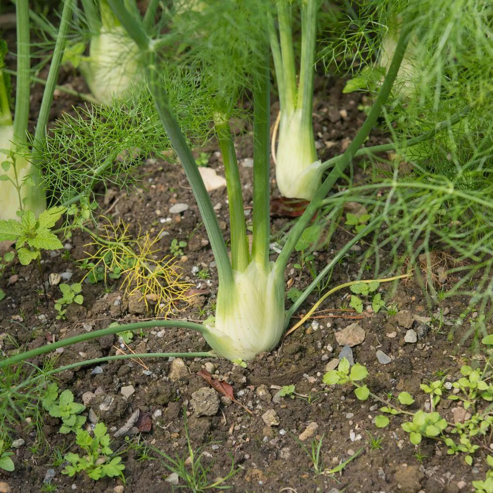 Finocchio Fennel