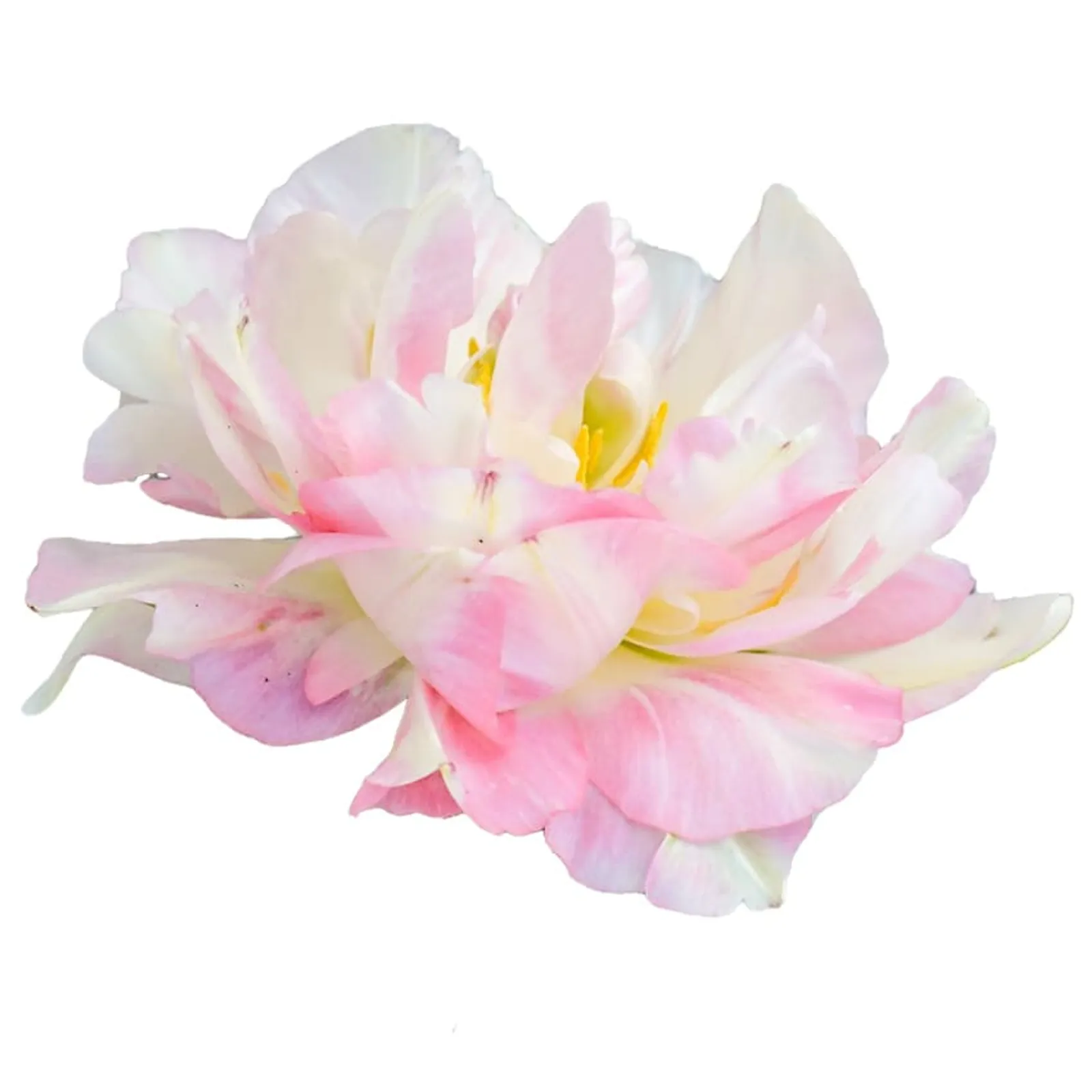 Finola Tulips