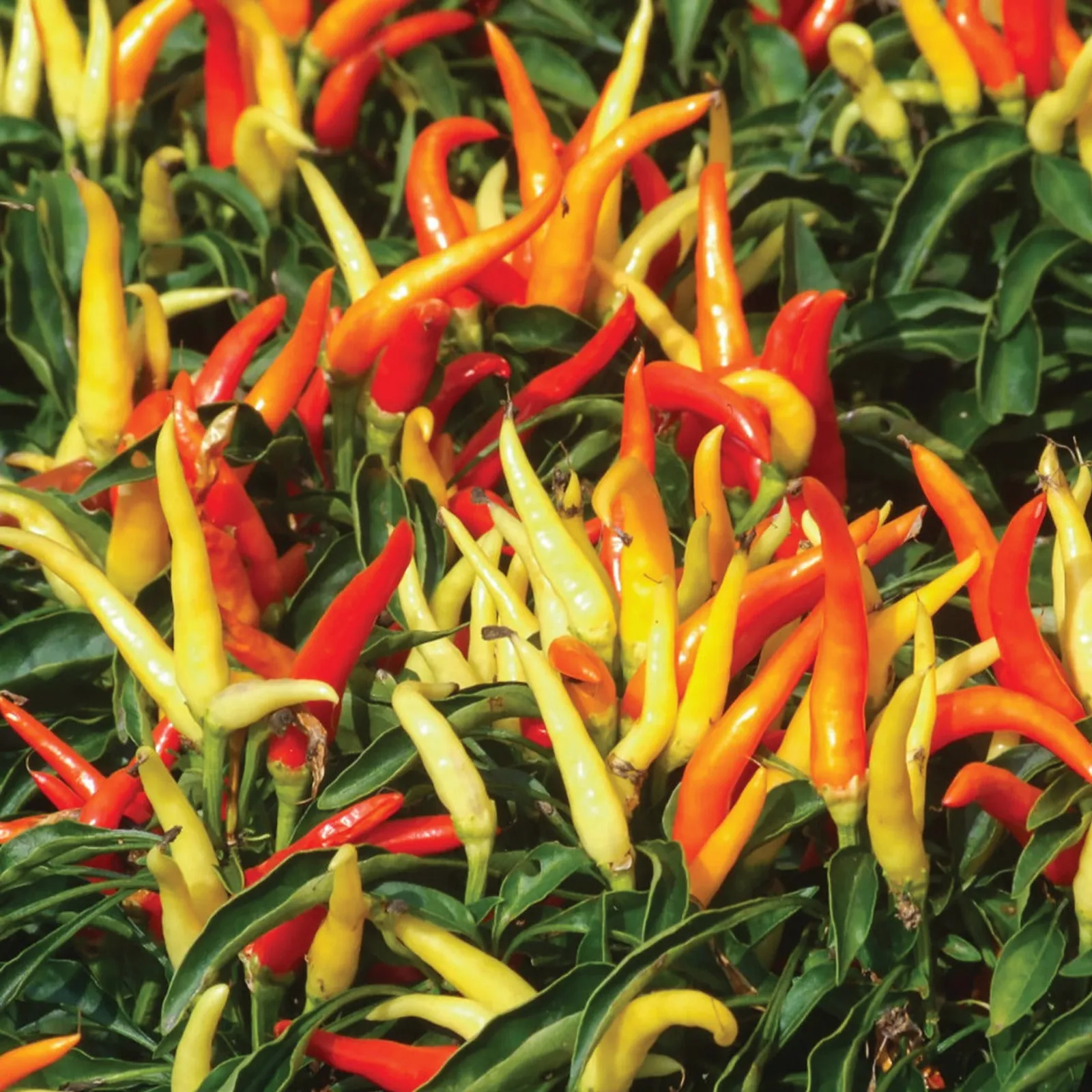 Fire and Ice Peppers