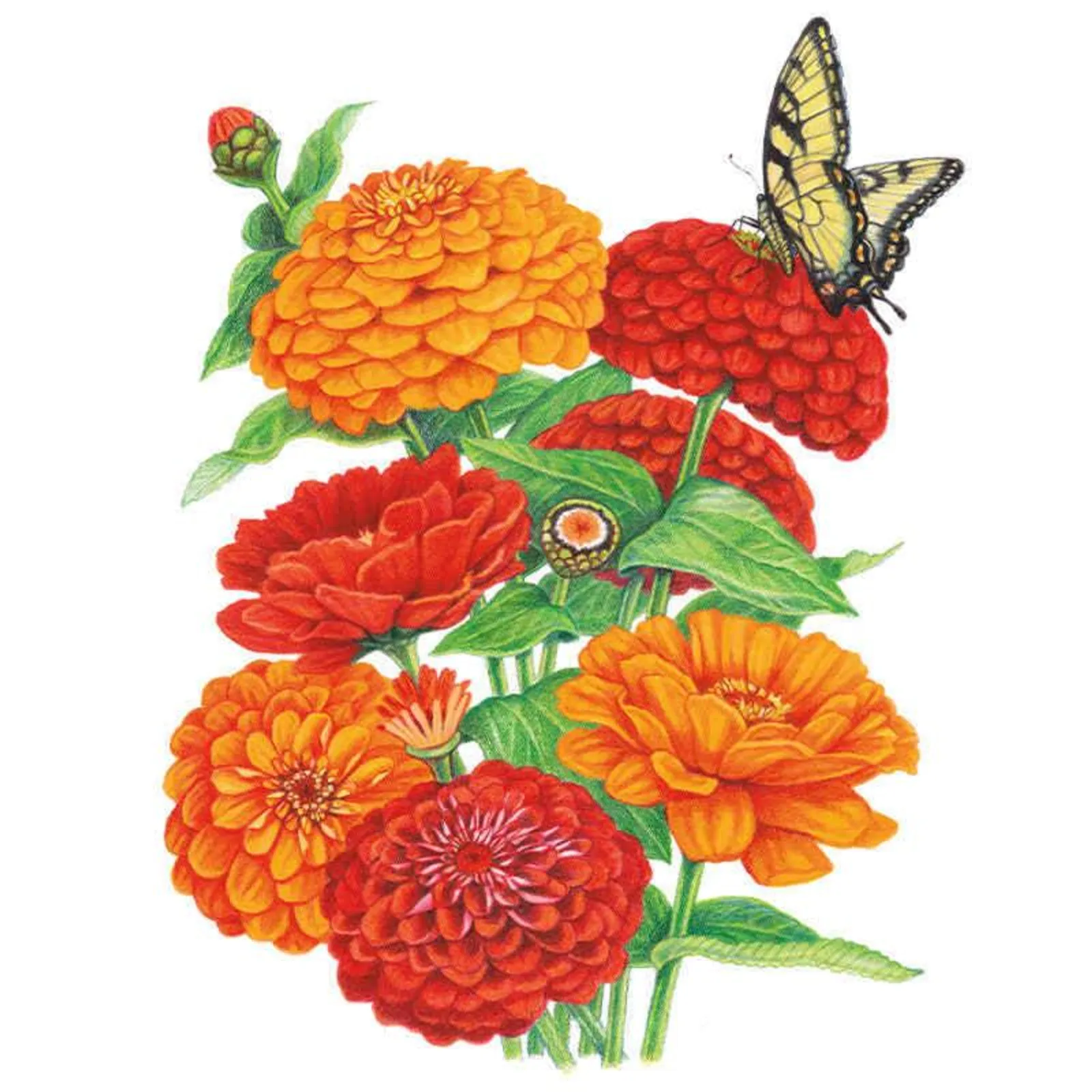 Fireball Blend Zinnia
