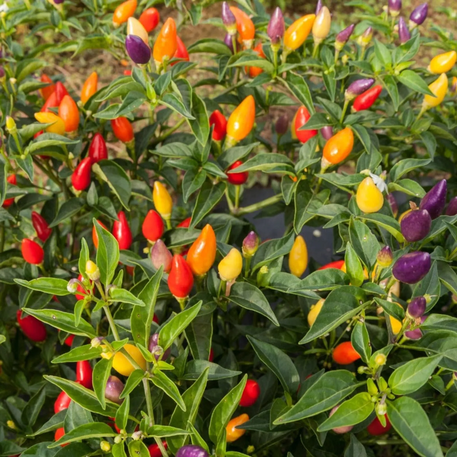 Firecracker Peppers