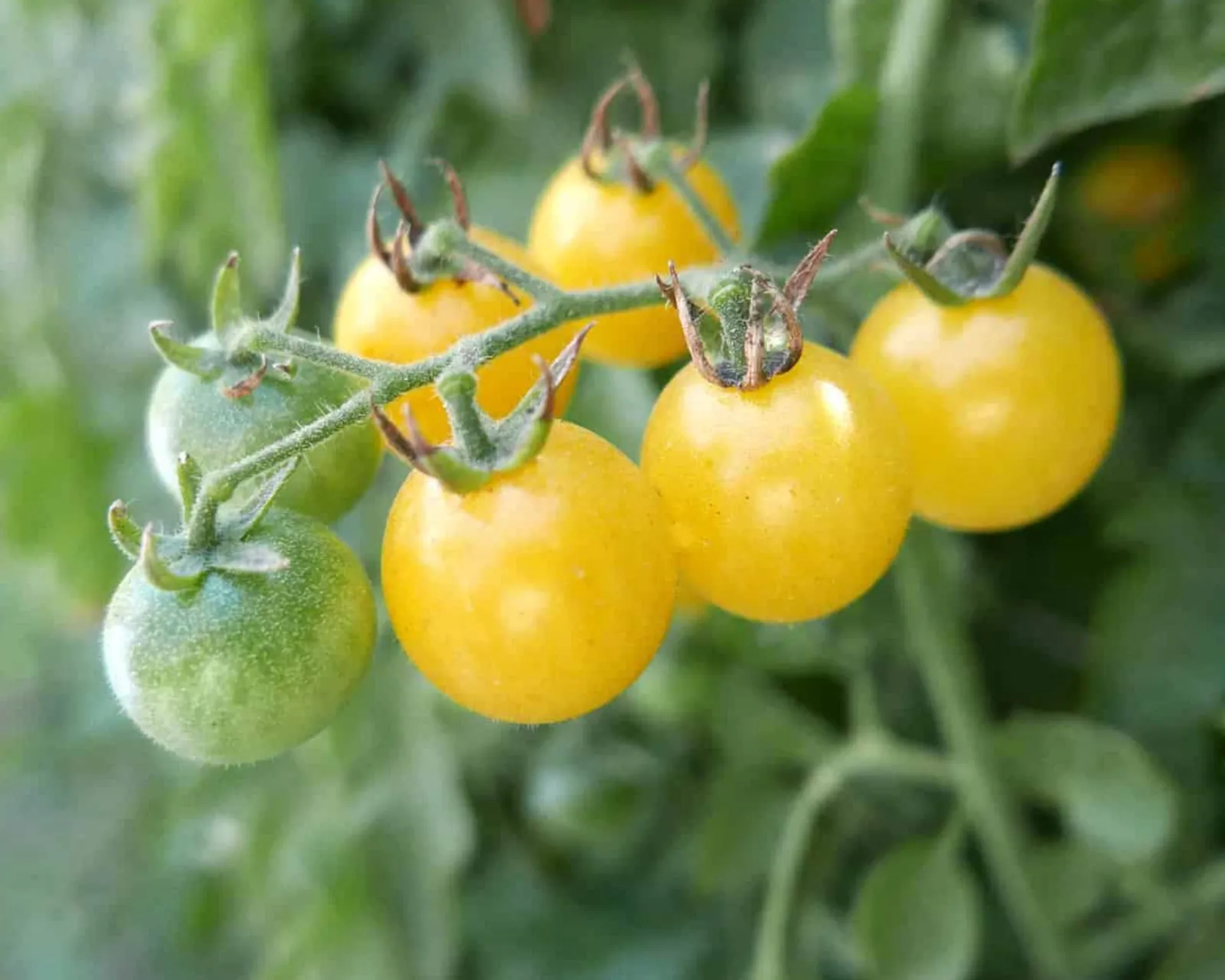 Firefly Tomatoes