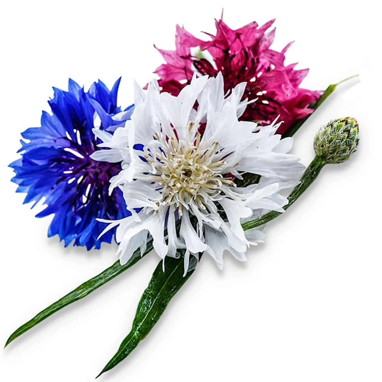 Fireworks Cornflower