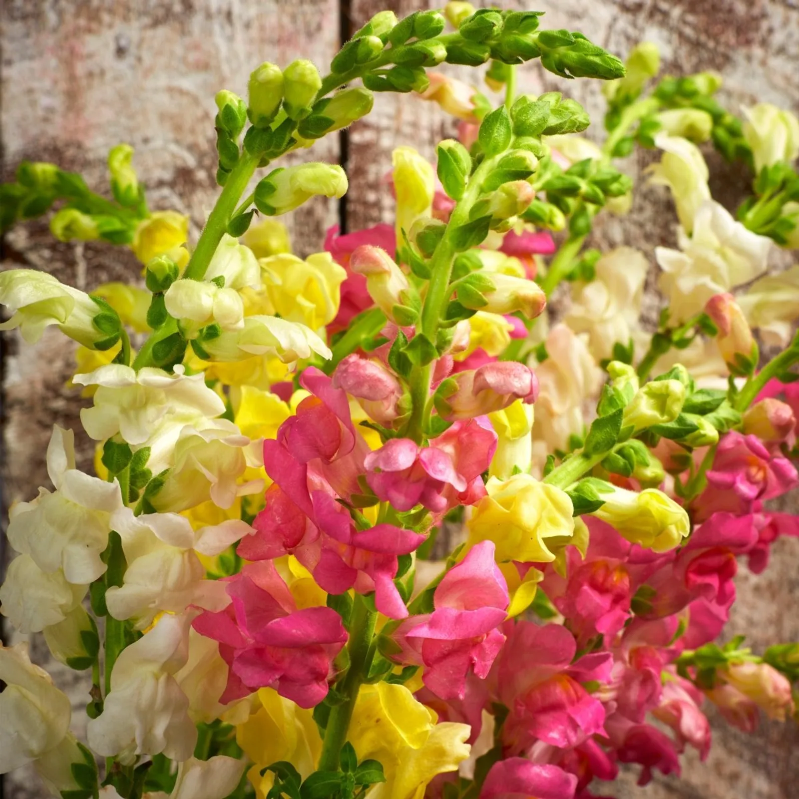 First Ladies Mixed Colors Snapdragon
