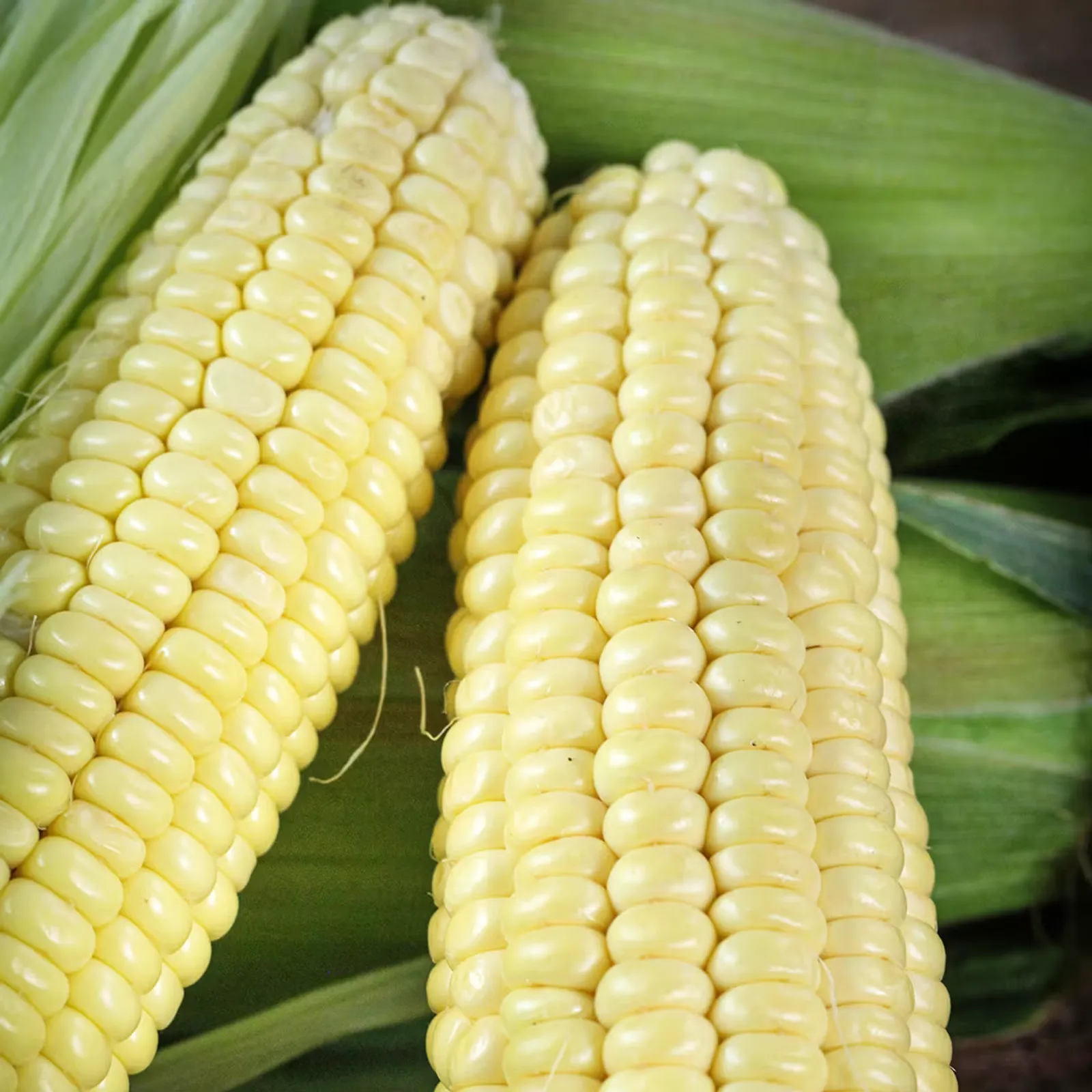Fisher's Earliest Corn