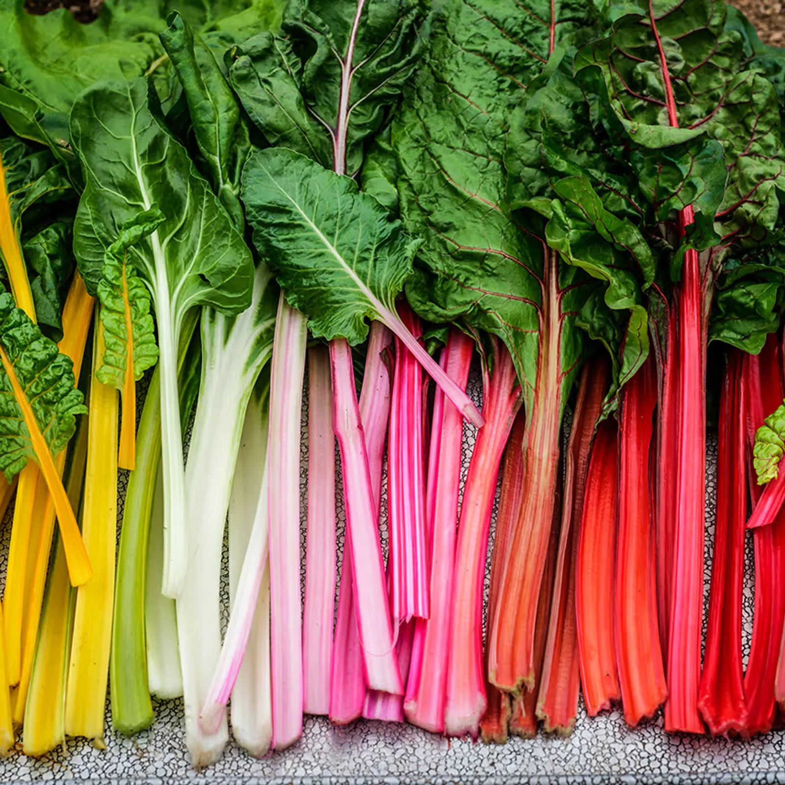 Five Color Silverbeet Chard