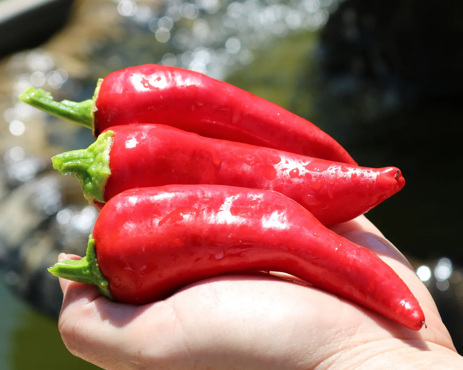 Flaming Flare Peppers