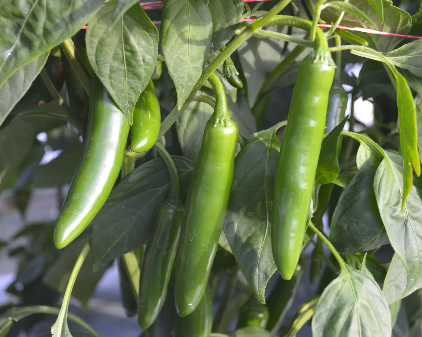Flaming Jade Peppers