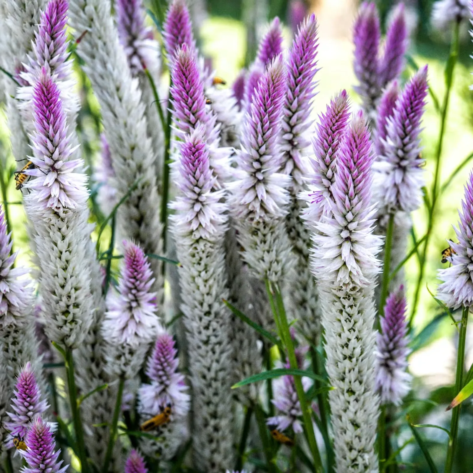 Flamingo Feather Celosia