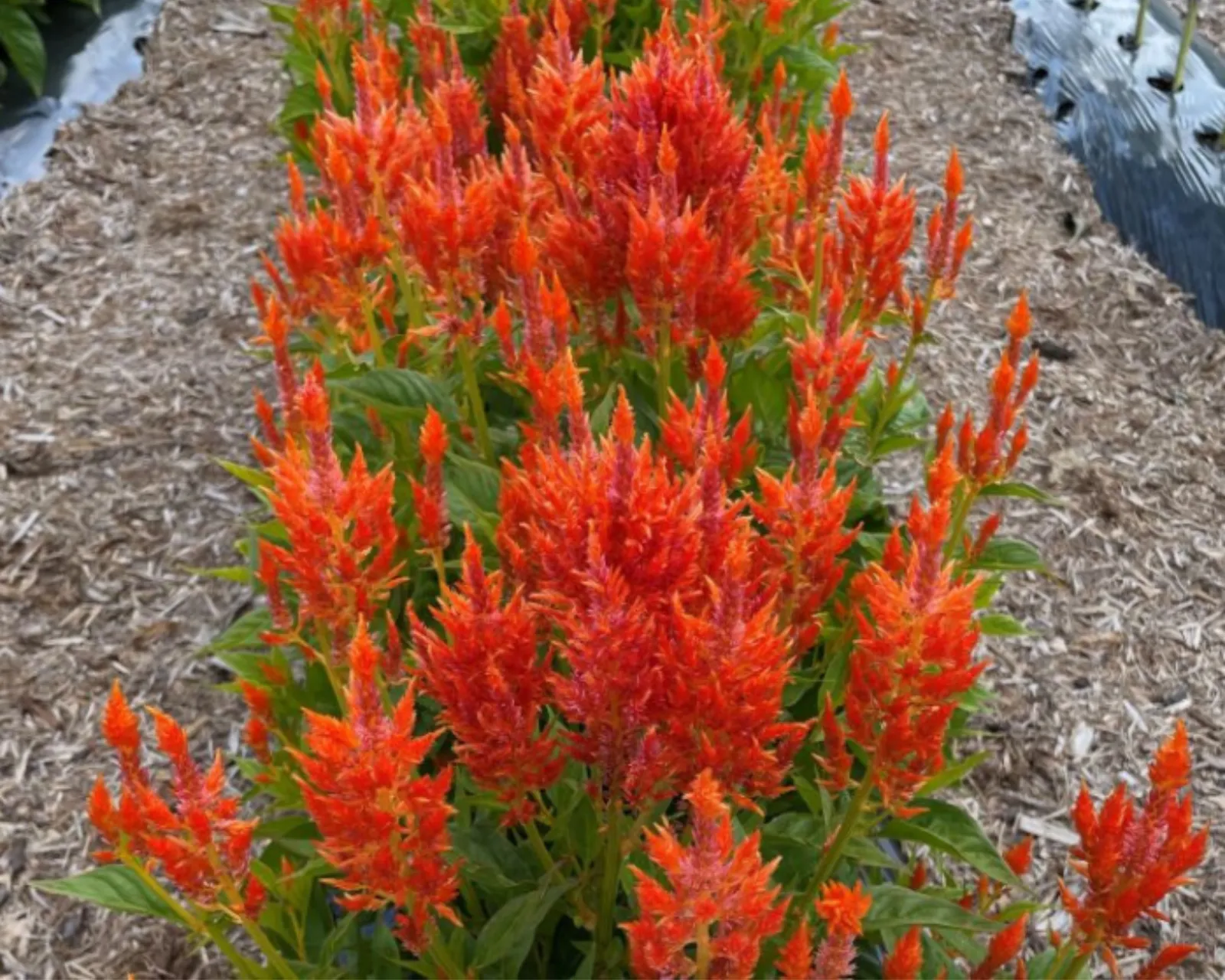Flamma Orange Celosia