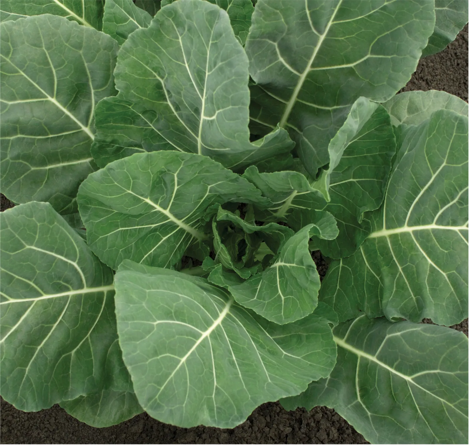 Flash Collards