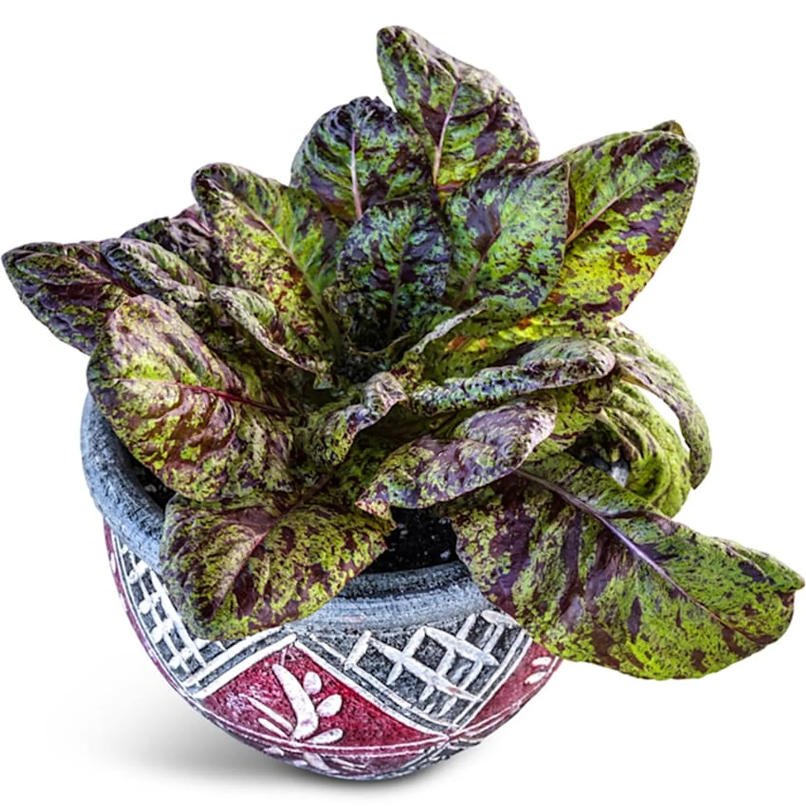 Flashy Butter Lettuce