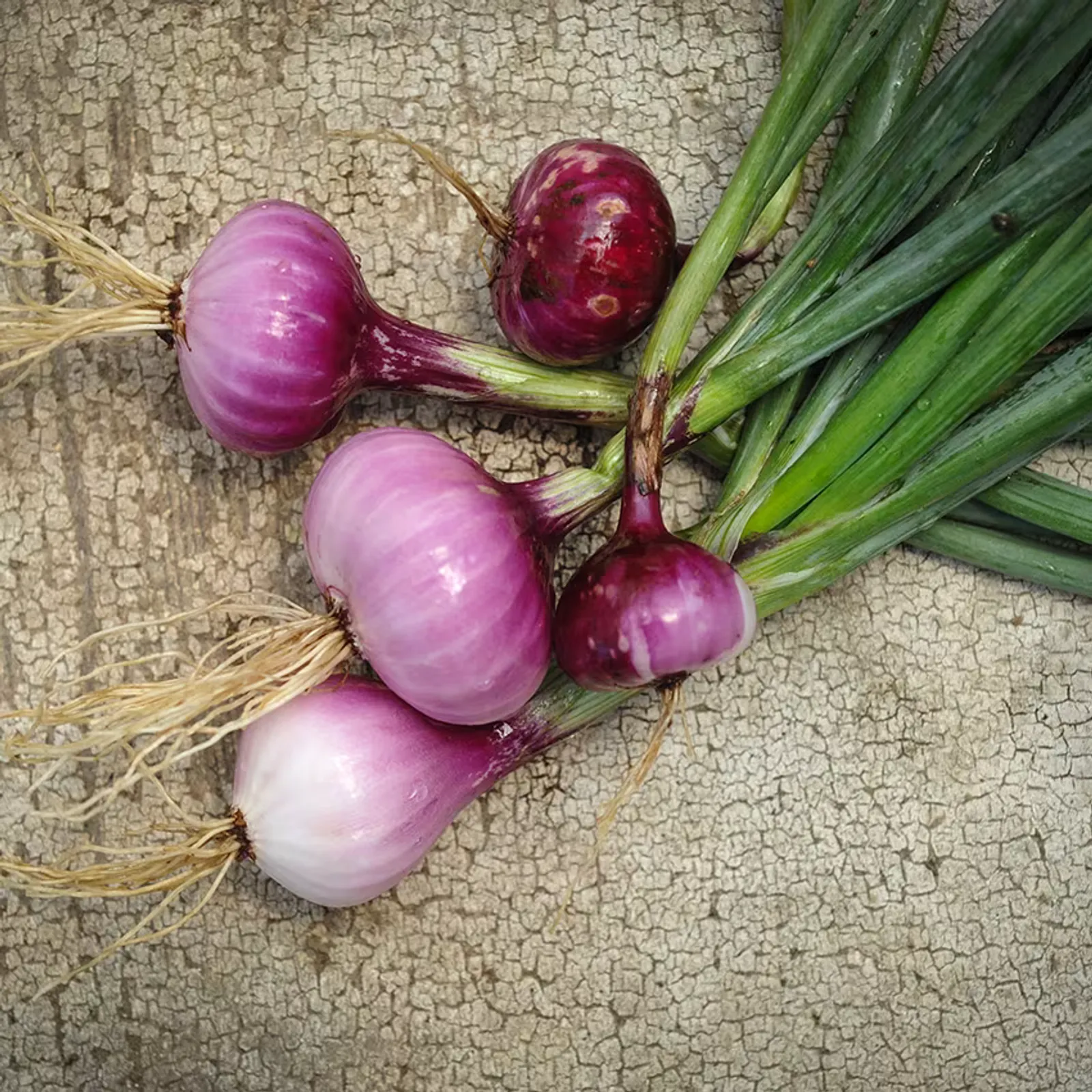 Flat of Italy Onions