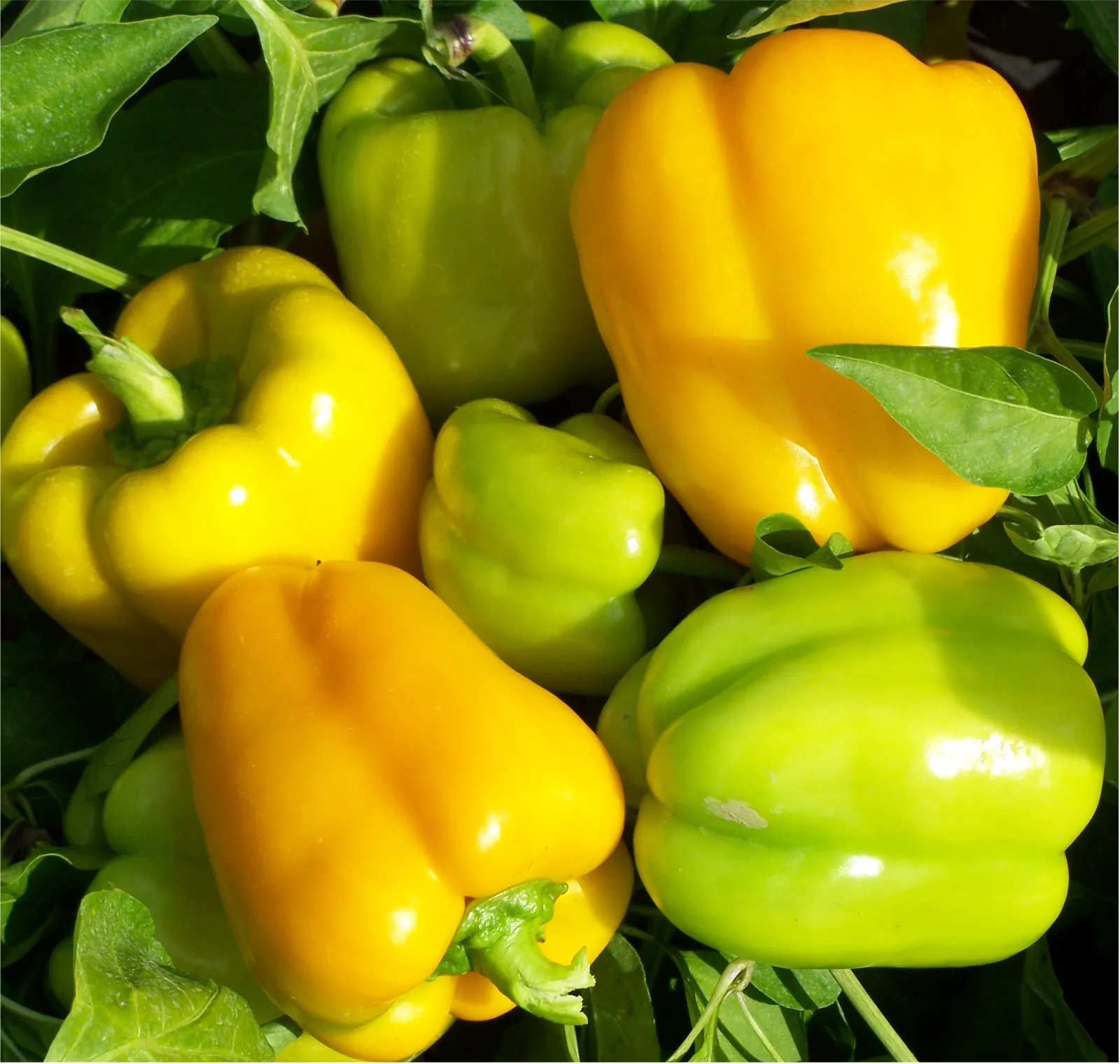 Flavorburst Peppers