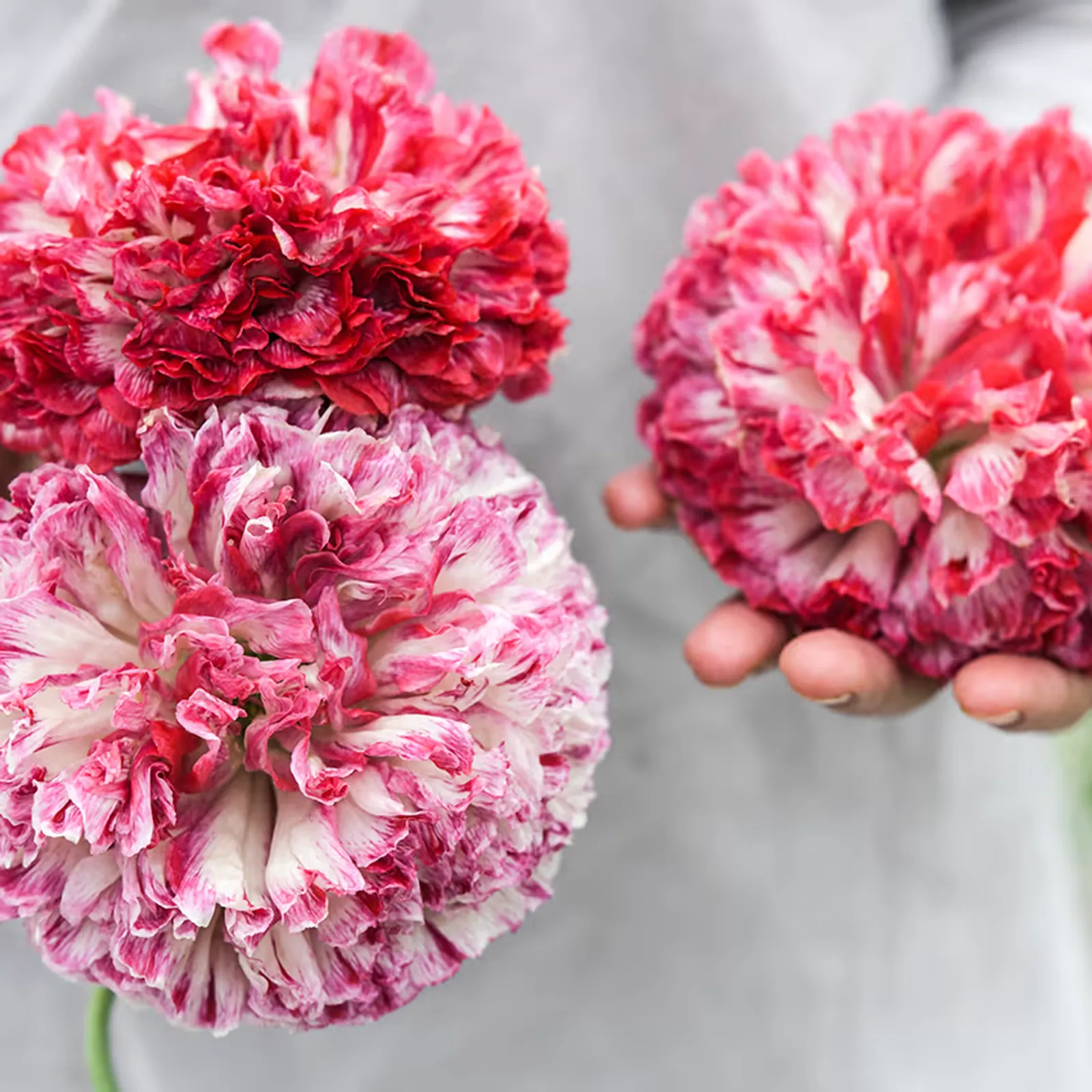 Flemish Antique Poppies