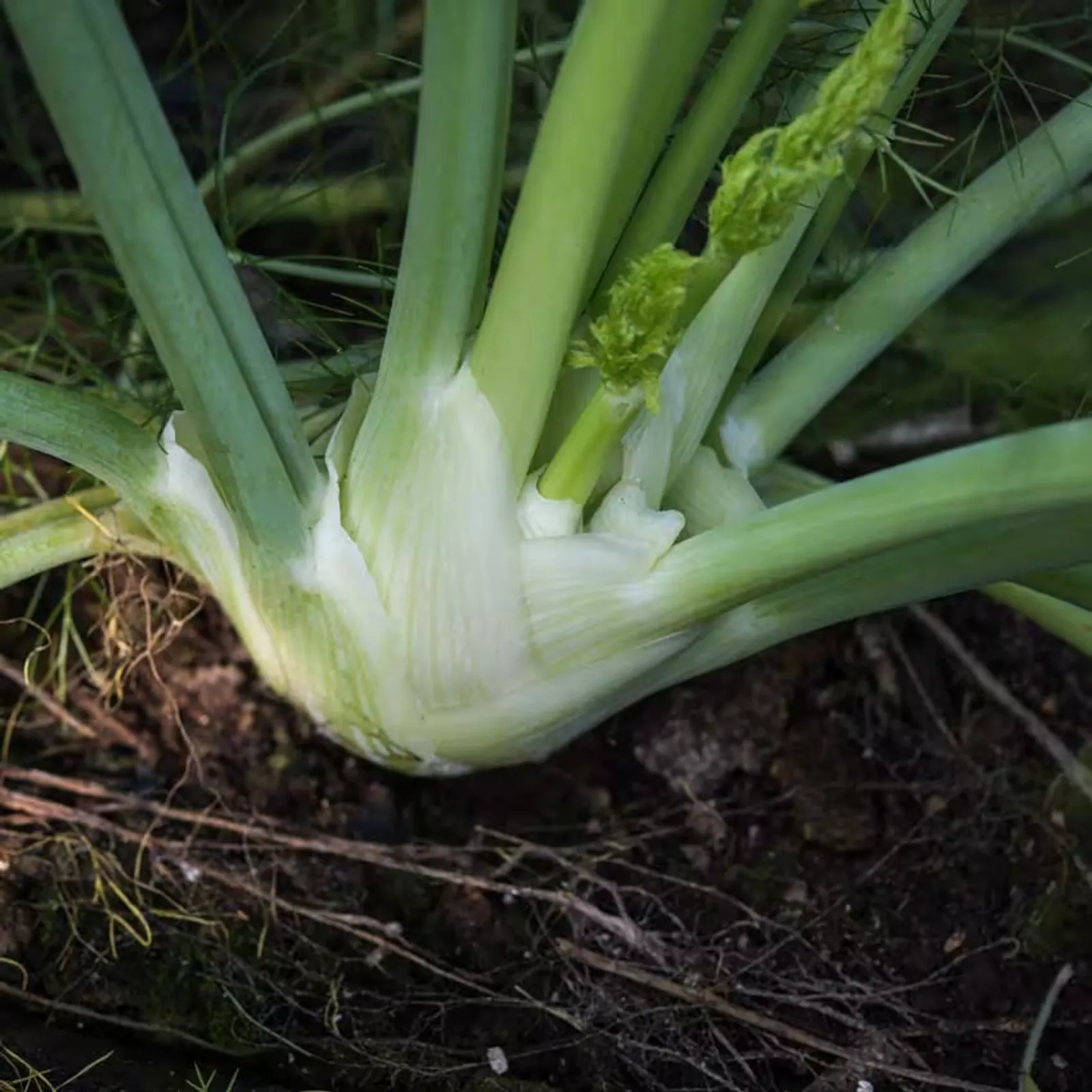 Florence Fennel