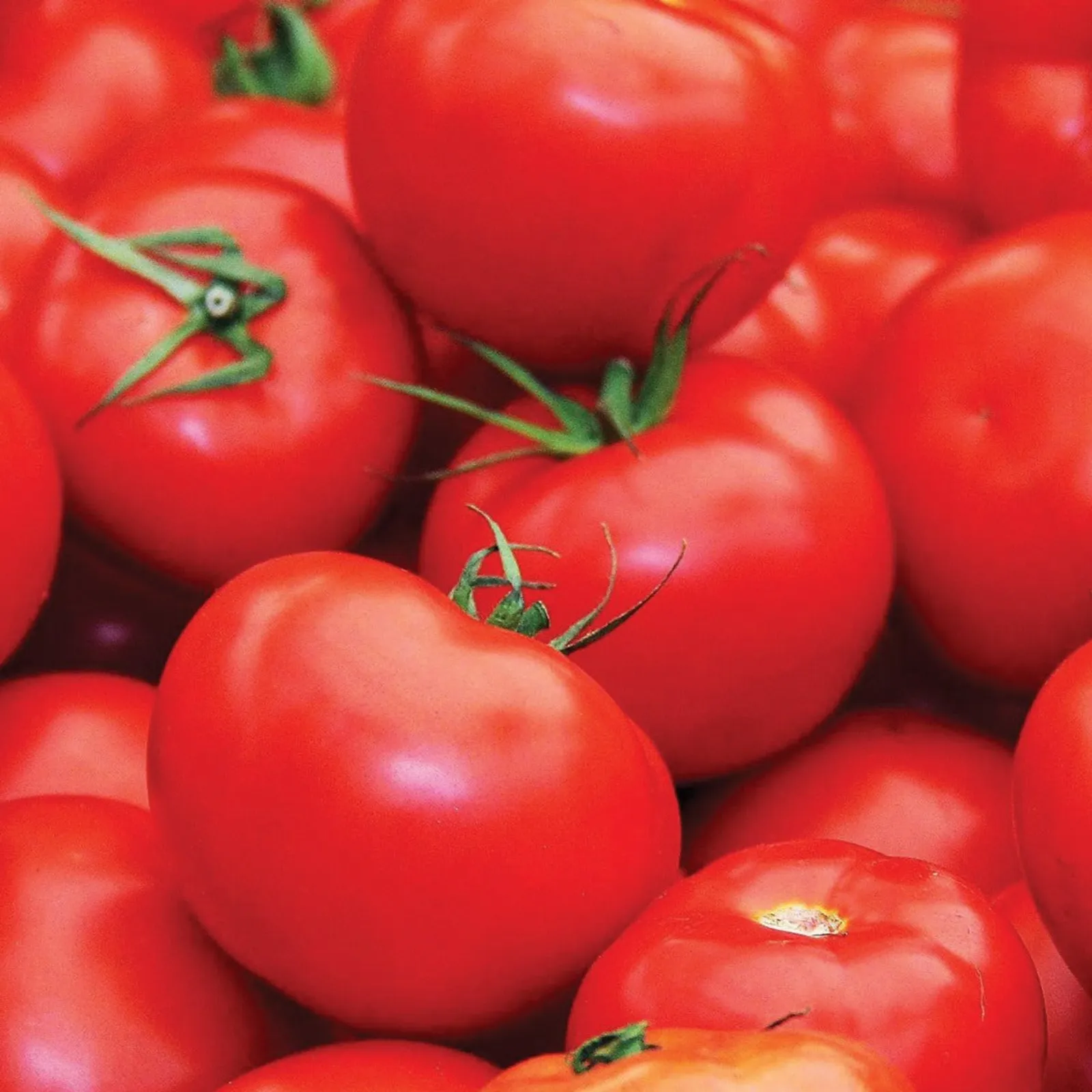 Floridade Tomatoes