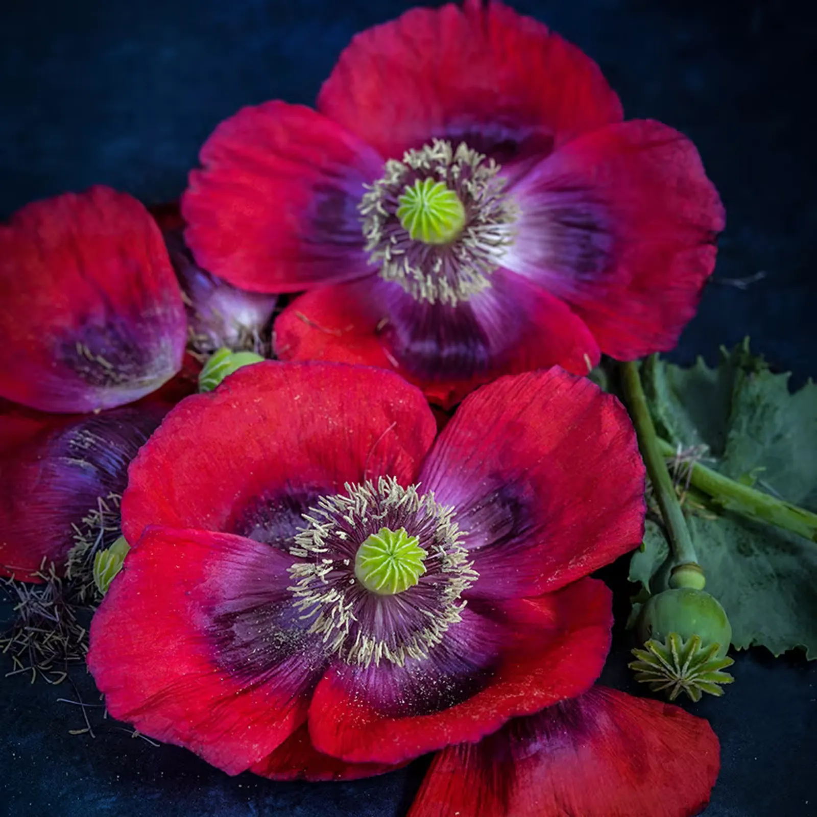 Florist Pepperbox California Poppy
